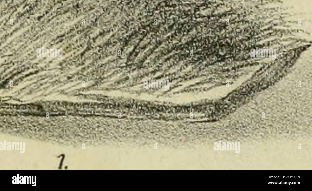 . Allgemeine Encyklopädie der gesammten Forst- und Jagdwissenschaften. Unter Mitwirkung der bedeutendsten Fachautoritäten . Foto Stock