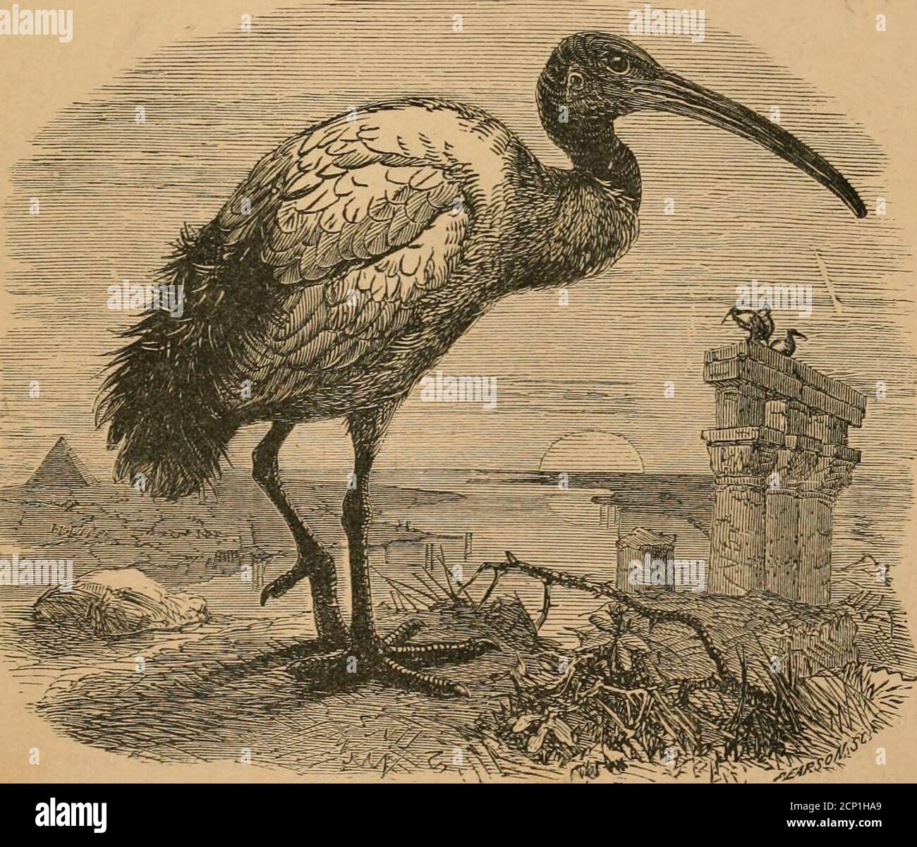 . Ibis . e Birds dalla Cina occidentale .... V 556 91. Oustalet sugli uccelli di Dahomey i 92. Oustalet sugli uccelli di Cambogia, Lagos, Anoam. E 1 Tonquin /■ •57 93. Pali^ier sull'introduzione degli uccelli nocivi . . ) [Continua il contenuto su pcuje 2 di Wrajipev.] Covers Tor Binding Last Years il volume può essere stato appUcation to thePublisher. Comunicazioni da indirizzare alla Editous, 3 Hanover Square, Londra, W. Annunci vtc. Agli editori, Gurnky ^t Jackso.n,1 Paternoster Row, Londra, AD ESEMPIO (Successori di J. Van Voorst). Membri del B. 0. U. sono invitati a tenere il Segretario, EUG Foto Stock