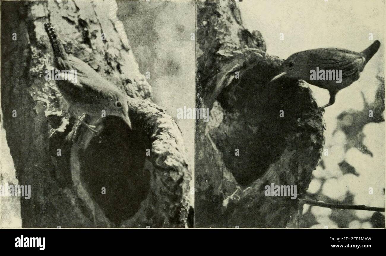 . Studi fotografici di uccelli selvatici nelle loro case . Fig. 227. Infine, mentre mio padre stava cercando di raddrizzarli, tutti si scramavano sulla sua manica e, uno ad uno, salivano a spalla dalla quale si elevavano i loro voli per i boschi oltre. Nel frattempo anche le uova di rughe avevano schiusa e il maleuccello era più felice che mai. Così attentamente le sue canzoni seguivano un altro che sembrava quasi che un piccolo fonografo ripetibile doveva essere nascosto in gola. Abbiamo visitato l'appartamento boscoso così spesso che neitherof le chiavi ci hanno prestato tutta l'attenzione. Infatti abbiamo avuto ^omet Foto Stock