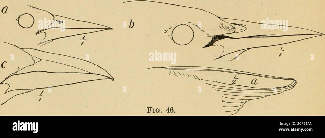 . Manuale degli uccelli del Nord America orientale : con le chiavi della specie, e le descrizioni dei loro piumaggi, nidi e uova, la loro distribuzione e migrazioni ... . Fig. 45. Famiglia 4. ISturnidcB.-Star-lings (Fig. 45).Bill appiattito, più largo thanhigh alla base.; coda shortand quadrato; ali lunghe e appuntite, secondo pri-mary più lungo, il primo verySmall, meno di mezzo aninch di lunghezza, p. 259.. Famiglia 5. Icteridce. - Blackbirds, Orioles, ecc. (Fig. 46).lunghezza 700-17*00; base della fattura, tra le narici, che si estende a ritroso e divide le piume della fronte; narici non celati Foto Stock