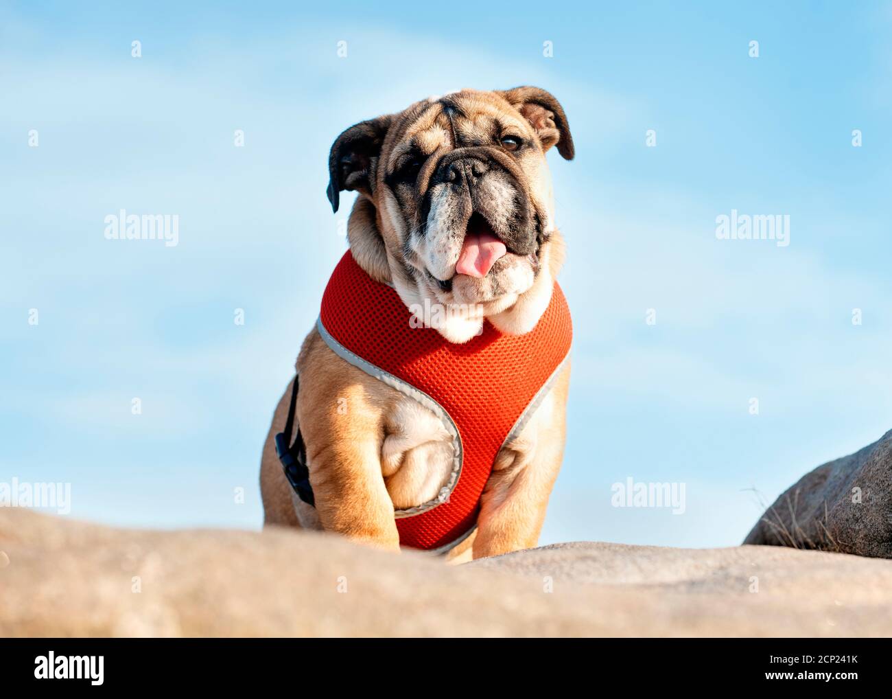 Cucciolo di Red English Bulldog in rosso imbracatura fuori per una passeggiata in piedi sulla pietra contro il cielo blu Foto Stock