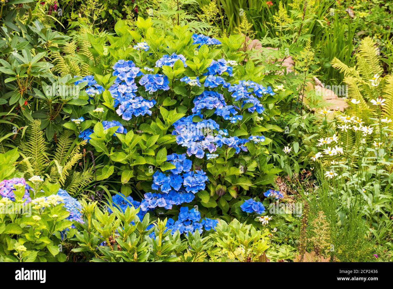 Blaue Hortensie Blüte Foto Stock