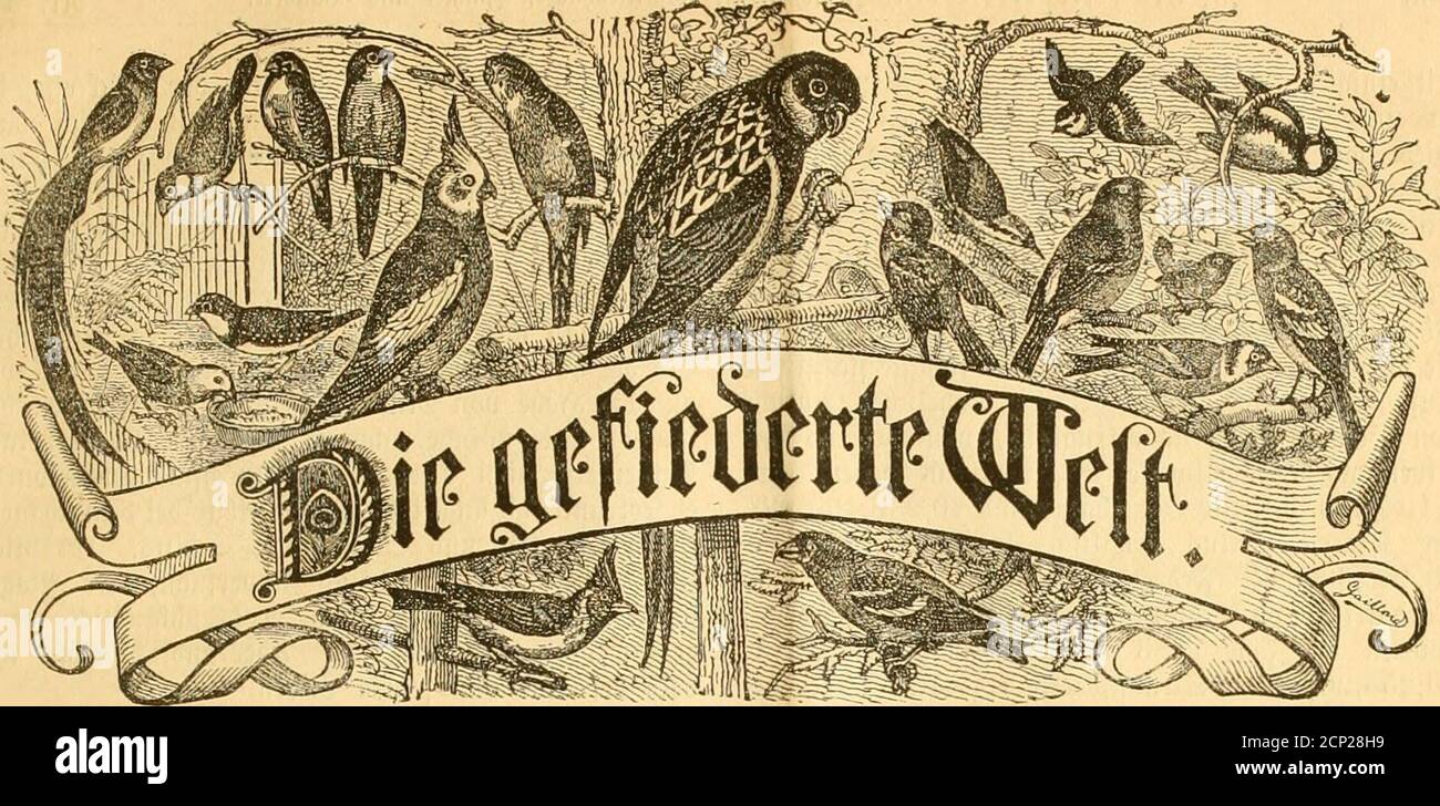 . Die Gefiederte Welt . ^eitfdirifi für SBogcl!ICM)aöer, =3iiä)tcr Nub =§äiibIeL ^Jfflclluiuicu burd) jcbe Sudy- l)nitblitng, jcbe ^softauftatt foroico. *PVeiB uicitcliäl)ilid) 3 Kiaif. SSöd;cntIicI) eine DJummev. i) c r a u § g e g e b e n u o n Dr. IQi-l Hu^. JRebaftion: Scvüii, -BiUeaUiaiiceftvnjie 81 111. älnjeigen luevbeit bie gefpaltcne^^ctitätile mit 25 *15fg. Bevedjnetunb4ie)Ullimgin in bcvt^vpebitioiunbJRebBattioiuutgegcugtuoiumeu. «r. 41. Jlagkburg, im 14. HOKLOBCR 1886. XV 3nl)rgaiig. ßinit 33ogilid)uti: ÜJogelfebcni jum ©c^muf. 3iu CSntiuirfhiiiggefdiidjh beä ^afo. t)ie iiftf)eti Foto Stock