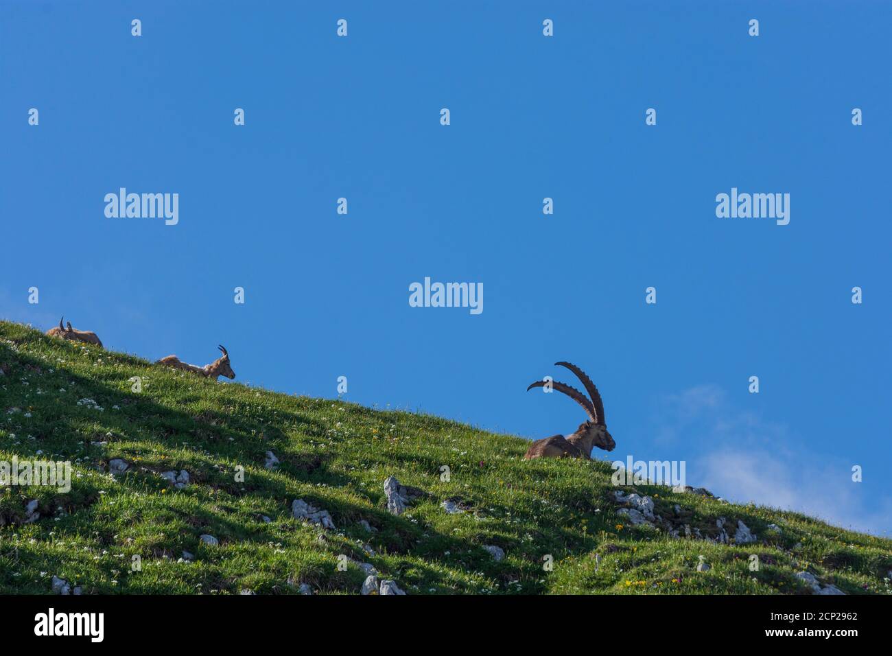 Monti Hochschwab, Alpensteinbock, stambecco alpino (Capra ibex), mandria a Hochsteiermark, Steiermark / Stiria, Austria Foto Stock