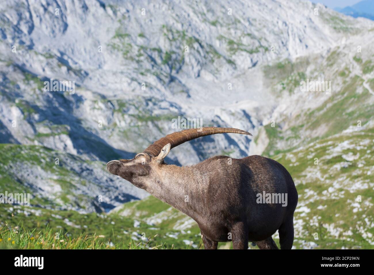 Montagne di Hochschwab, Alpensteinbock, stambecco alpino (Capra ibex) a Hochsteiermark, Steiermark / Stiria, Austria Foto Stock