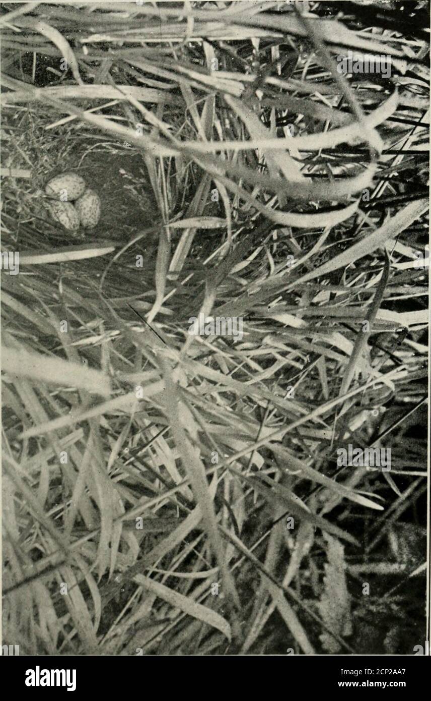 . Note di uccello . ngs da volo corto? a e da un orso per albero, sempre mantenendo le sue scuse per^ una canzone. Le galline nel frattempo guardano dal riparo della lunga erba. Dopo che questo era stato in corso per una settimana o due ho n.oiced una delle galline che trasportano l'erba. Guardando attentamente 1 è stato in grado di individuare il nido. Questo fu costruito interamente di erba, l'erba viva essendo piegata a formare; un rifugio, che era in grado di proteggere gli occupanti del nido da tutte le capanne i più pesanti temporale. Wab ben foderato con erbe fiorite. Tre uova a forma di pera sono state deposte, verdastro-bianche Foto Stock