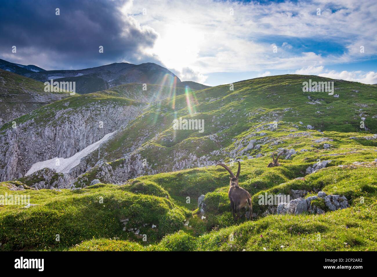 Monti Hochschwab, Alpensteinbock, stambecco alpino (Capra stambex), cima Hochschwab a Hochsteiermark, Steiermark / Stiria, Austria Foto Stock