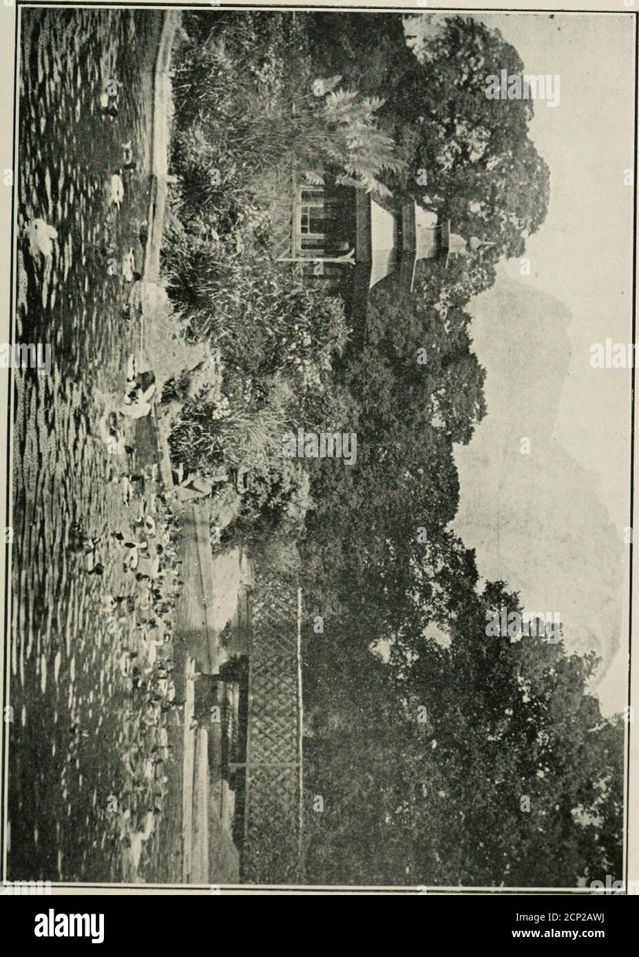 . Note di uccelli . viz. : tra, un Sibbriart Rosefinch {Carpodacus crithrinus), e AG reenlinch {Ligiiriiun cloric). Non so se (se è nuovo)le prove saranno sufficientemente soddisfacenti per qualificare il tor una medaglia, dato che posso fare affidamento solo sulla comparsa del giovane uccello, non ho dubbi in merito alla sua parentela, Ma non vide mai alcun uccello maschio che si interessasse di qualsiasi cosa nel greenfinch di gallina, al momento in cui si stava posando e in-cubating le sue uova. Ci sono parecchi maschi non attaccati nella mia piccola voliera, va-Linnet, Redpoll, Chaffinch, e un Finch sanguinoso. Quest'ultimo uccello di un iuost Foto Stock