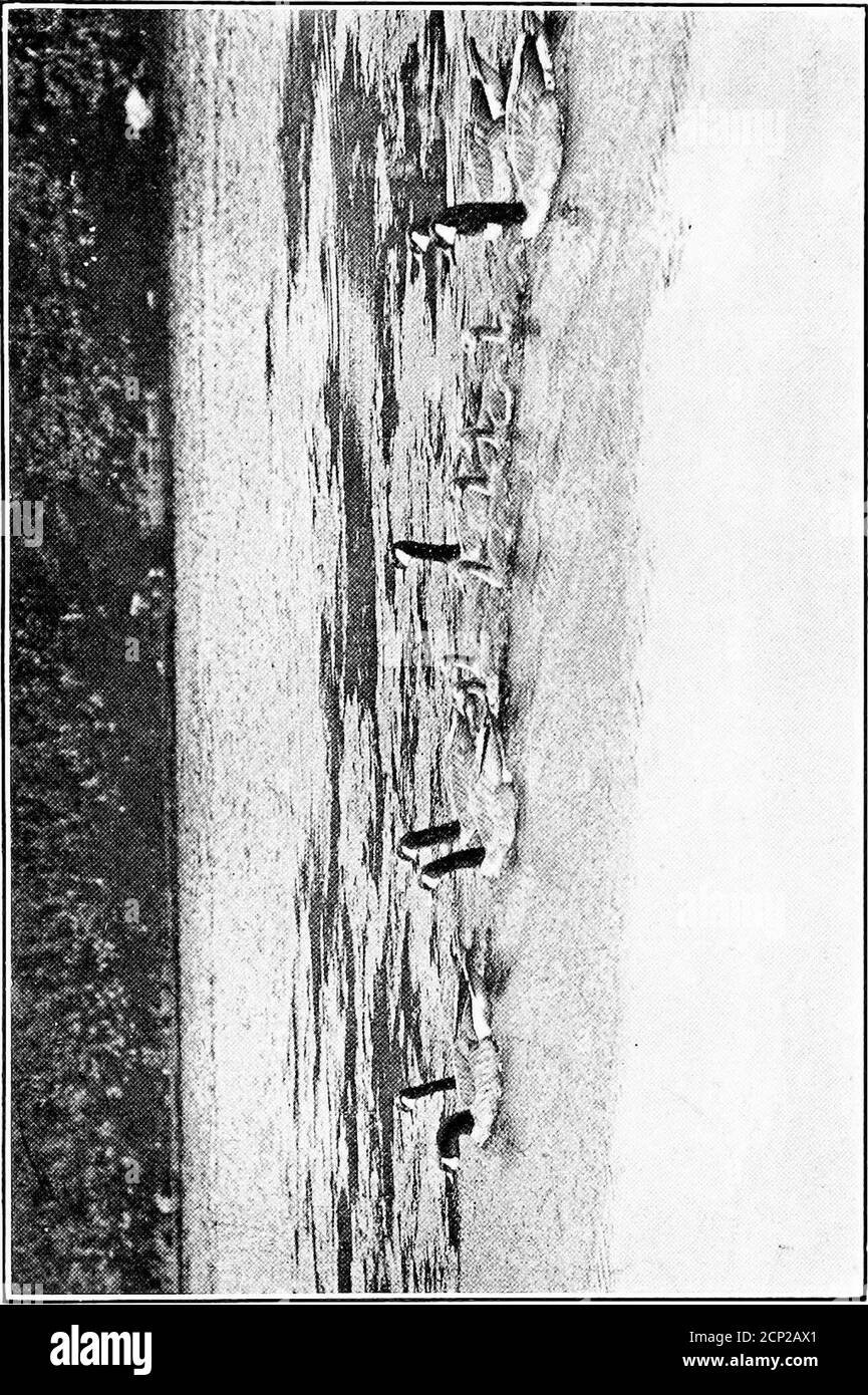 . La nostra selvaggina e i nostri gughi . ong Island. Mentre le oche per la maggior parte sono usate come decoy, sembra probabile che possano essere fatte un ottimo sportingbird, soprattutto in luoghi dove i custodi sono em-ployed. Quando le conserve di selvaggina diventano numerosi theywill volare da una riserva all'altra, e non dubito che la sparatoria sarà molto migliorata sulle acque pubbliche e che i mercati saranno pieni di oche selvatiche prezzi ragionevoli. Le oche spesso non si accoppiano o nidificano in cattività, e inordinandole dagli allevatori di selvaggina l'acquirente shouldstipulate per gli uccelli accoppiati. Questi comandano molto i migliori prezzi che gli uccelli w Foto Stock