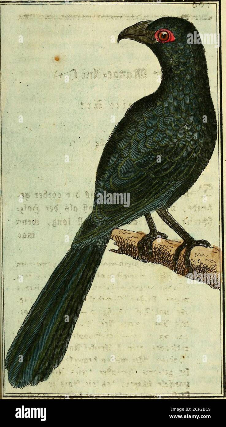 . Herrn von Buffons Naturgeschichte der Vögel . =sint. -JBuriZJFcUZZHT. * .  . ; 6? 8rö£, wennman nad) biefen Söerfc&iebenljeifen ber , *) £>er Slugenrtng, welcher auf biefett 5tup*ferfafef rotfj ifl, |jaf in ber statur otefe bräunKc£atbc n Foto Stock