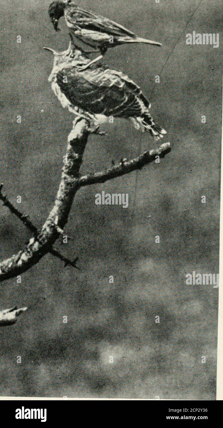 . Uccelli da bambino a casa . n. Gli uccelli del bambino sono nutriti nel modo bizzarro dai loro genitori. I vecchi Jaysdo non portano il cibo per i loro pulcini in modo thesome che gli Starlings lo trasmettono ai theirYoung. Invece di essere tenuto in thebill e mostrato chiaramente ad ogni osservatore, itis maliziosamente nascosto in bocca e spingere giù la gola del babybird affamato, in modo che, guardi comunque con attenzione che può, l'osservatore non può vedere che cosa è. In alcune parti del paese dove il cibo è senza dubbio molto abbondante, i giovani Jays riannuiscono con i loro genitori tutto il autumnand lontano nell'inverno, ma, naturalmente, indistrr Foto Stock