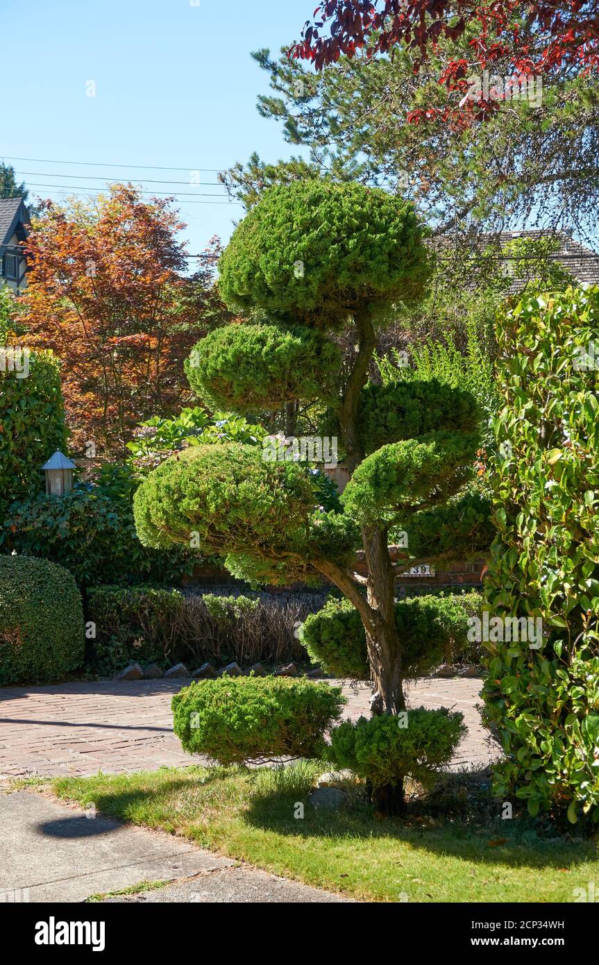 Tradizionale cipresso topiario di fronte a una casa, un esempio di potatura nuvolosa o niwaki, Vancouver, British Columbia, Canada Foto Stock