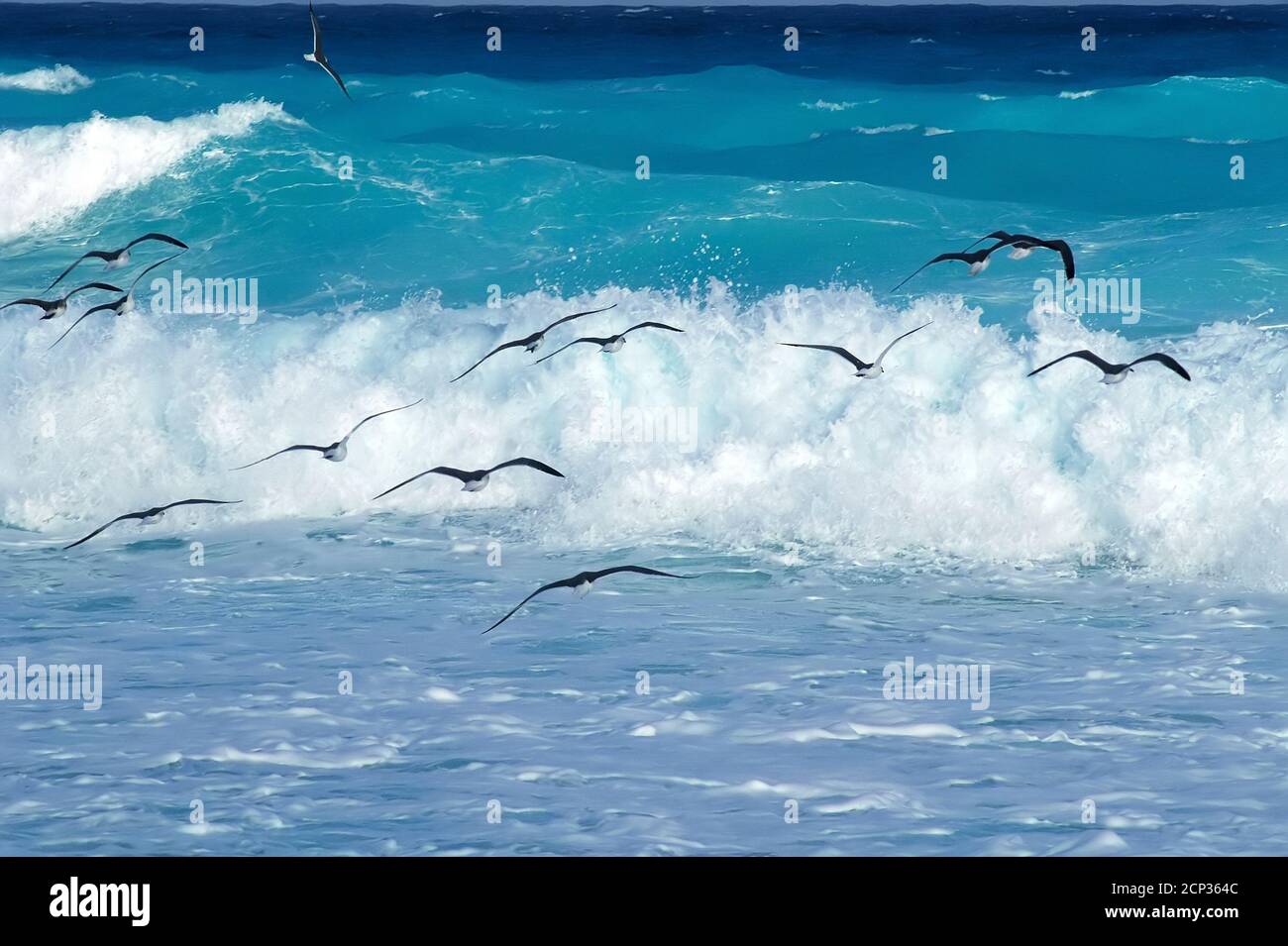 Gabbiani che volano sul mare, Cancun Messico Foto Stock