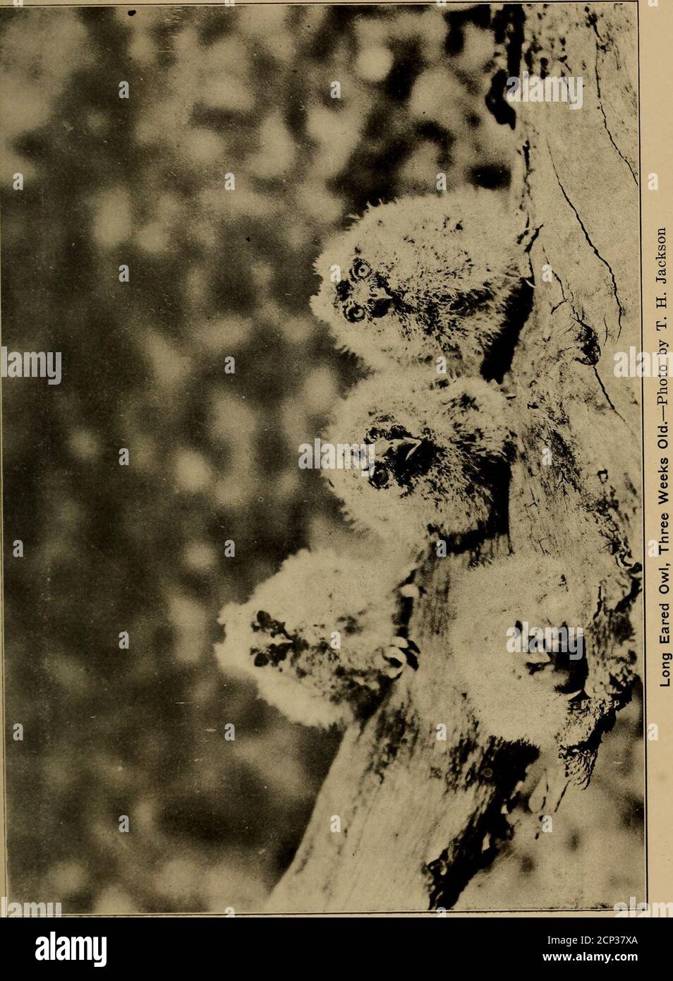 . La Oölogist per lo studente di uccelli, i loro nidi e uova . dalla Smithsoniandata originale rilasciato con esemplari prelevati dalla R. R. MacFarland, AndersonRiver spedizione artica. E molti di loro sono stati marcati con il numero di accesso numerico Smithson-ian.Many di loro non aveva dati, e manyof di loro hanno trasportato i dati scritti sull'uovo. Molti sono stati cracked e molti sono stati rotti, molti erano sporchi e coperti di polvere che evena uova bianche era marrone come thebStreet, e molti erano beautifullyand accuratamente preparati come qualsiasi dei campioni di oggi. Come abbiamo rotolato e imballato e rotolato con Foto Stock