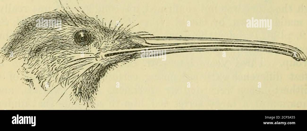 . Un dizionario di uccelli . elong al appena descritto A. mantelli, e alcune osservazioni accurate sulle sue abitudini in cattività sono stati pubblicati da Wolley andanother {zoologo, pp. 3409, 3605).^ successivamente la Societyhas ha ricevuto diversi altri esempi vivi di questa forma, oltre ad uno dei veri A. australis (Froc. 1872, p. 861), alcuni di A. oweni, e uno di una presunta quarta specie, A. haasti, caratterizzata nel 1871 dal thelate MR. Potts {Ibis, 1872, pag. 35; Trans. K zelo. Int. iv. Pag. 204,V. pag. 195).- i Kiwis formano un gruppo della sottoclasse Ratit.^, alla quale finora un ordine è stato correttamente assi Foto Stock