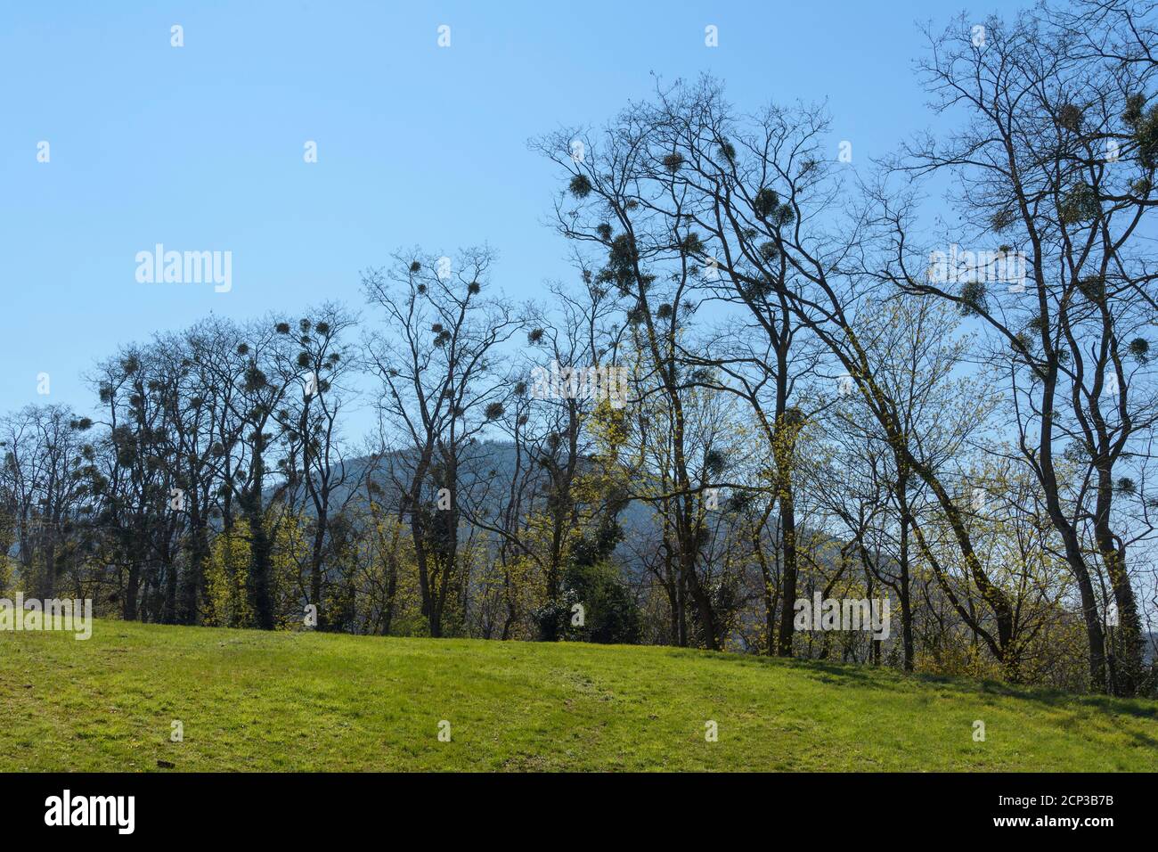 Mistletoe, albero, prato, primavera, Baviera, Germania Foto Stock