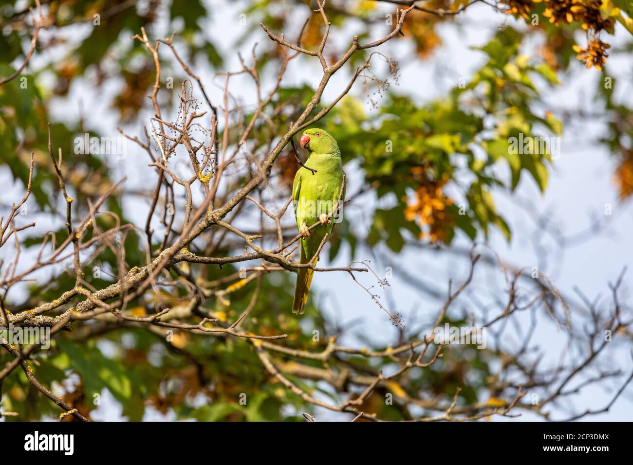 Pappagallo verde seduto sul ramo Foto Stock