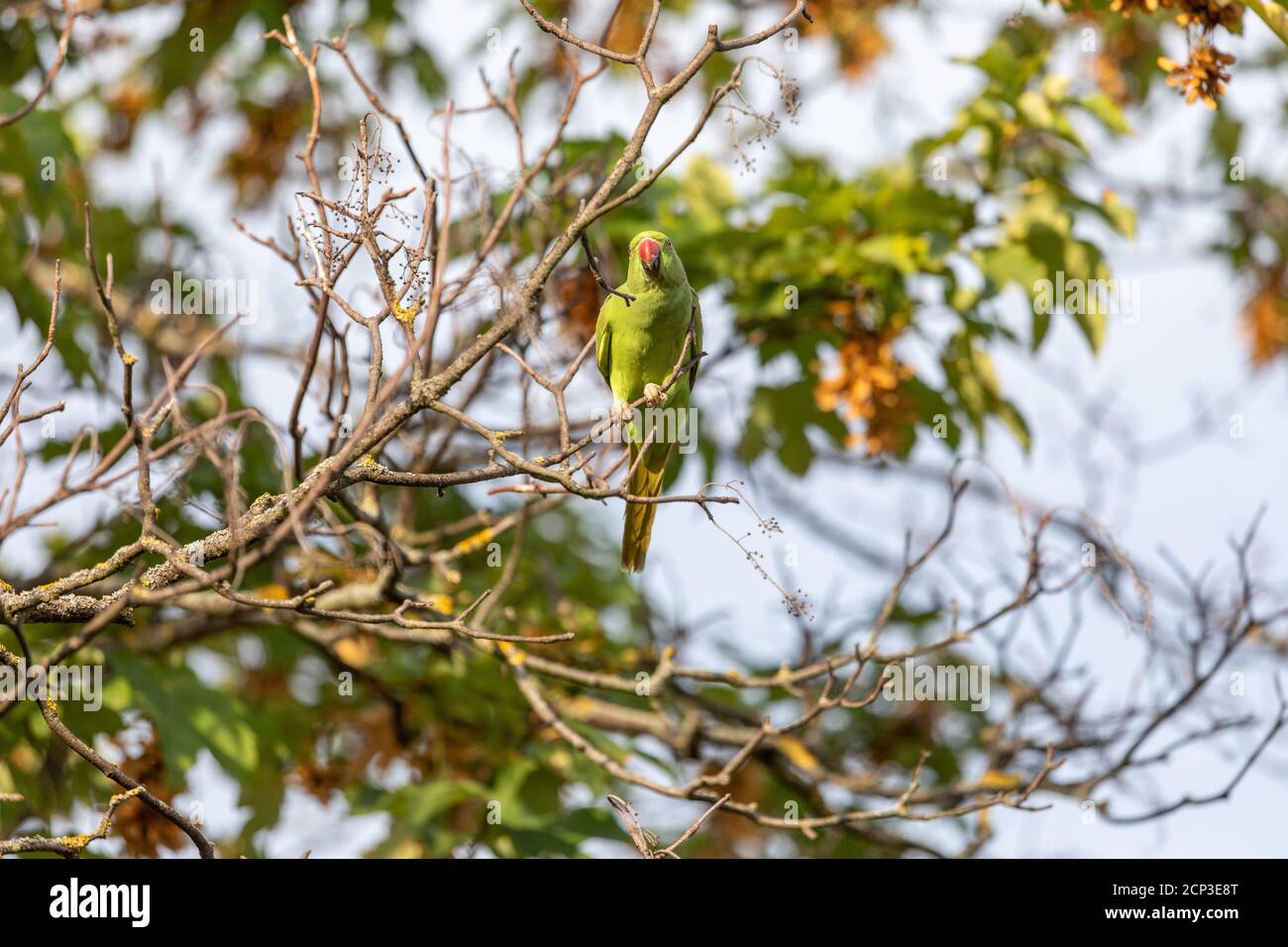 Pappagallo verde seduto sul ramo Foto Stock