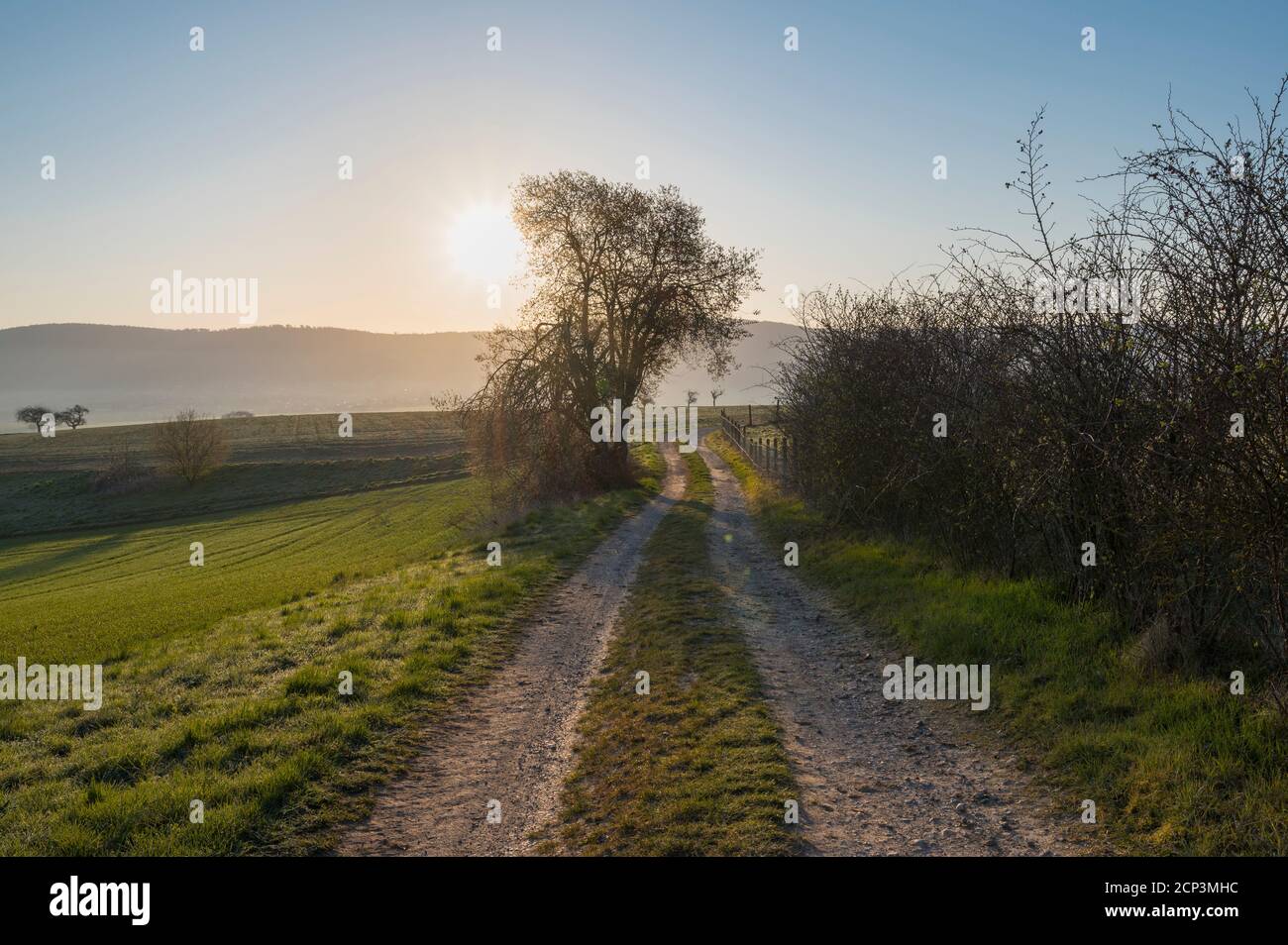 Strada sterrata, mattina, sole, primavera, Mönchberg, Miltenberg, Spessart, Baviera, Germania Foto Stock