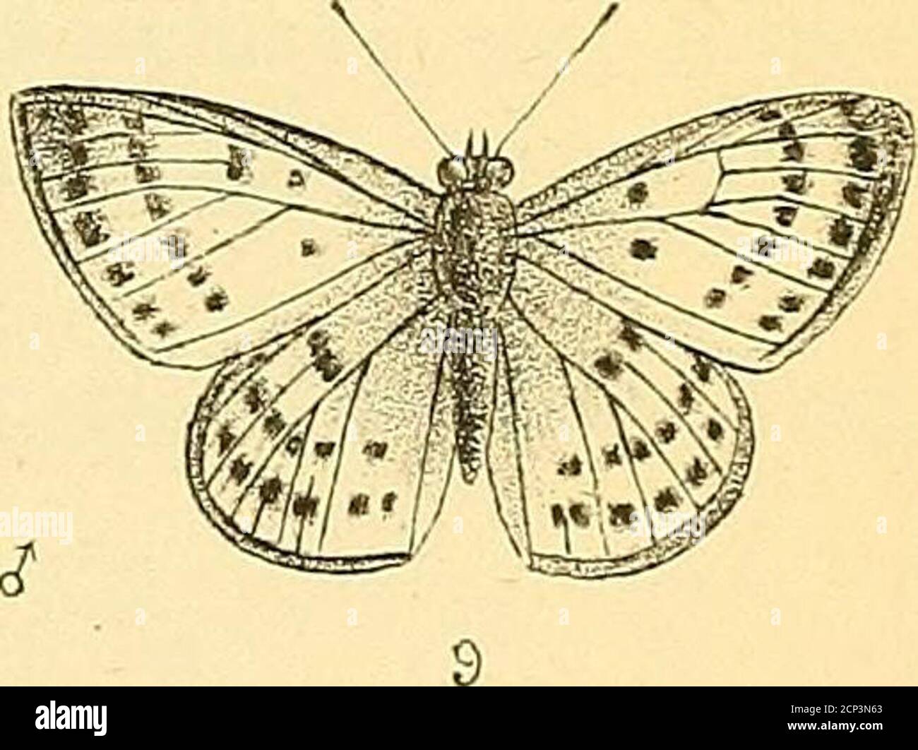 . Operazioni e atti dell'Istituto neozelandese . A lUusirale j)(zper ly A. (xBtoiler. BuTLEE. - sulle ButtertUes di Xeiv Zelanda. 273 Male.-Ling sopra il blu lilacino opaco con un bordo marrone opaco, verso i apici delle ali; zona frangia e costale di x^rimari, base di fromthe per adondare la fine della cella, argentea-grigiastro; corpo marrone, thetorax nero-bluastro; ali sotto il colore grigio chiaro della pietra; una serie discale di macchie brune-pallidi bordate biancastre, angolate sui secondari; serie asub-marginali di macchie brune pallidi, lunulate sulle primarie e sagittatate secondarie Foto Stock