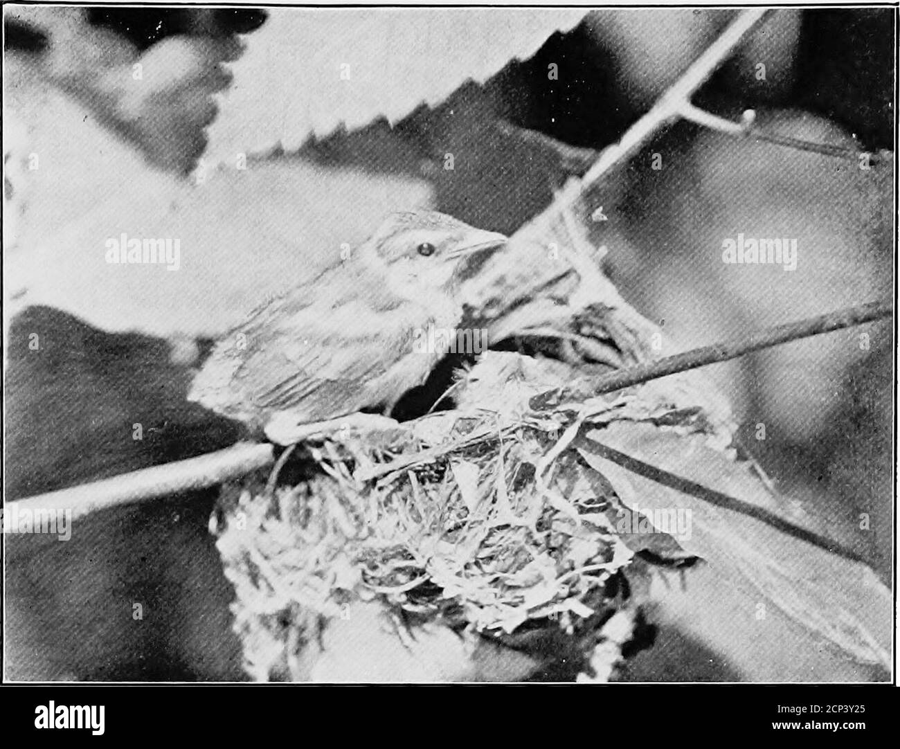 . Case di uccelli : i nidi, le uova e le abitudini di allevamento dei uccelli terrestri che si coltivano negli Stati Uniti orientali con suggerimenti sull'allevamento e la fotografia di uccelli giovani . GIOVANE VIRE03 DAGLI OCCHI ROSSI, PRONTO A LASCIARE IL NIDO Foto Stock