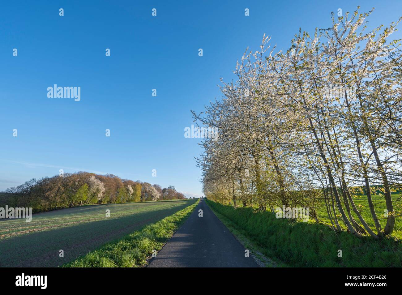 Strada sterrata, ciliegio, fioritura, fila di alberi, sera, primavera, Wenschdorf, Miltenberg, Odenwald, Baviera, Germania Foto Stock