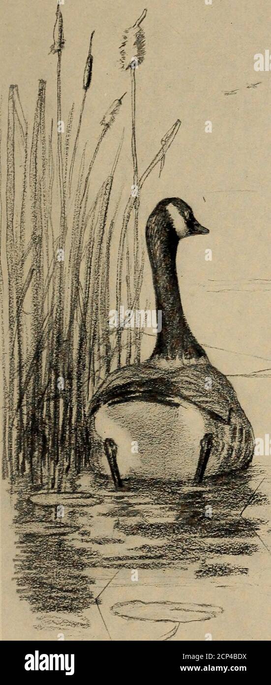 . Nel corso dell'anno con uccelli e poeti [poesie]; . eeze, sopra i mari, la loro onward coorti fare;vengono da solitudes gelidi, dove brode la notte artica, dove deserti grim, si diffonde vasto e fioca, nella luce aurorale.gli Esquimaux, con arco piegato, Veloce addling la sua canoa, le loro greggi hanno chasd oer i rifiuti ghiacciati delle acque blu celeste;sulla riva congelata di Labrador l'acciaio indiano ha spaventato, ma vana il fusto, e vana l'imbarcazione, E invano i fowlers lead.in scintillante gleam di freddo moonbeam, i loro file crepusky ho traccia, in cuneo-come throng, in colonna lunga, accelerano la corsa instancabile;Oer cr Foto Stock