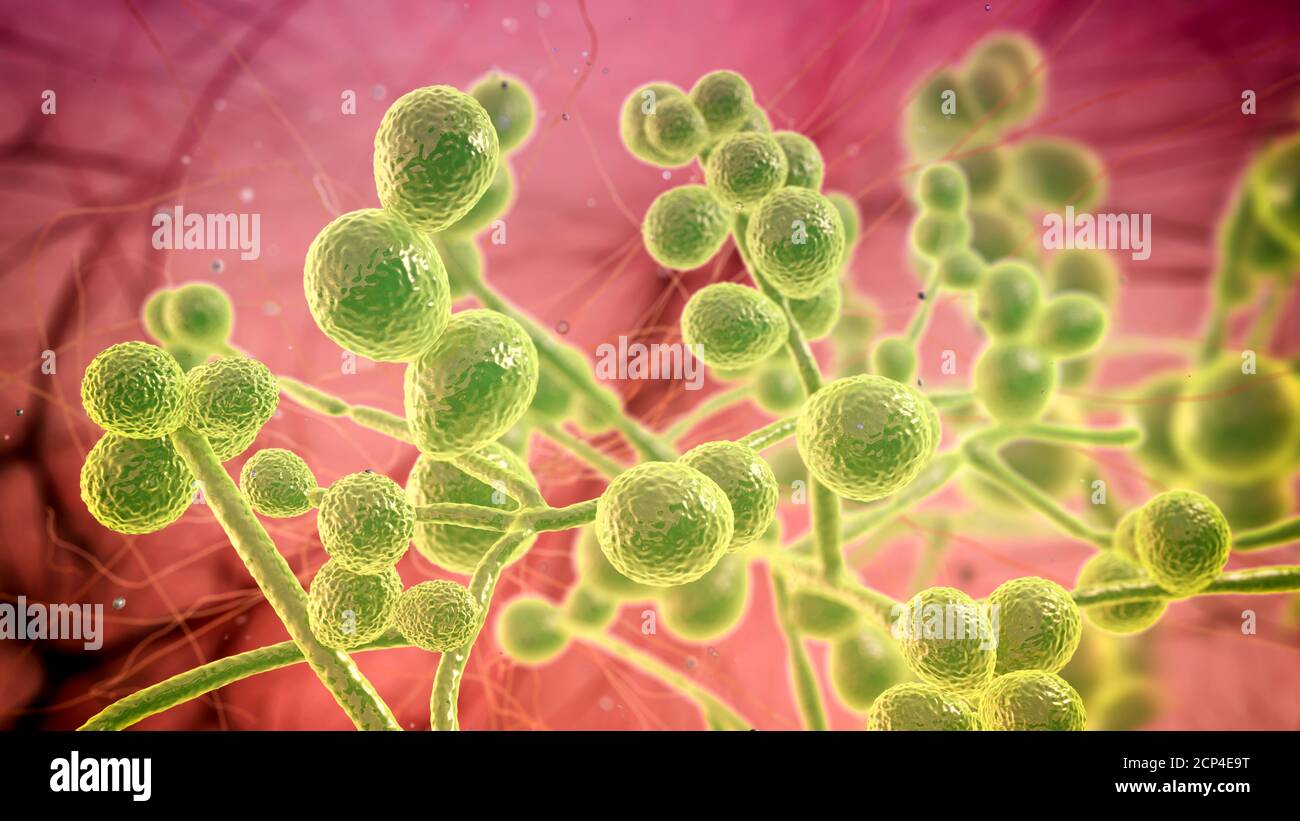 Computer illustrazione di funghi Candida (lievito). I rappresentanti più comuni dei funghi Candida sono C. albicans e C. auris con morfologia simile. Foto Stock