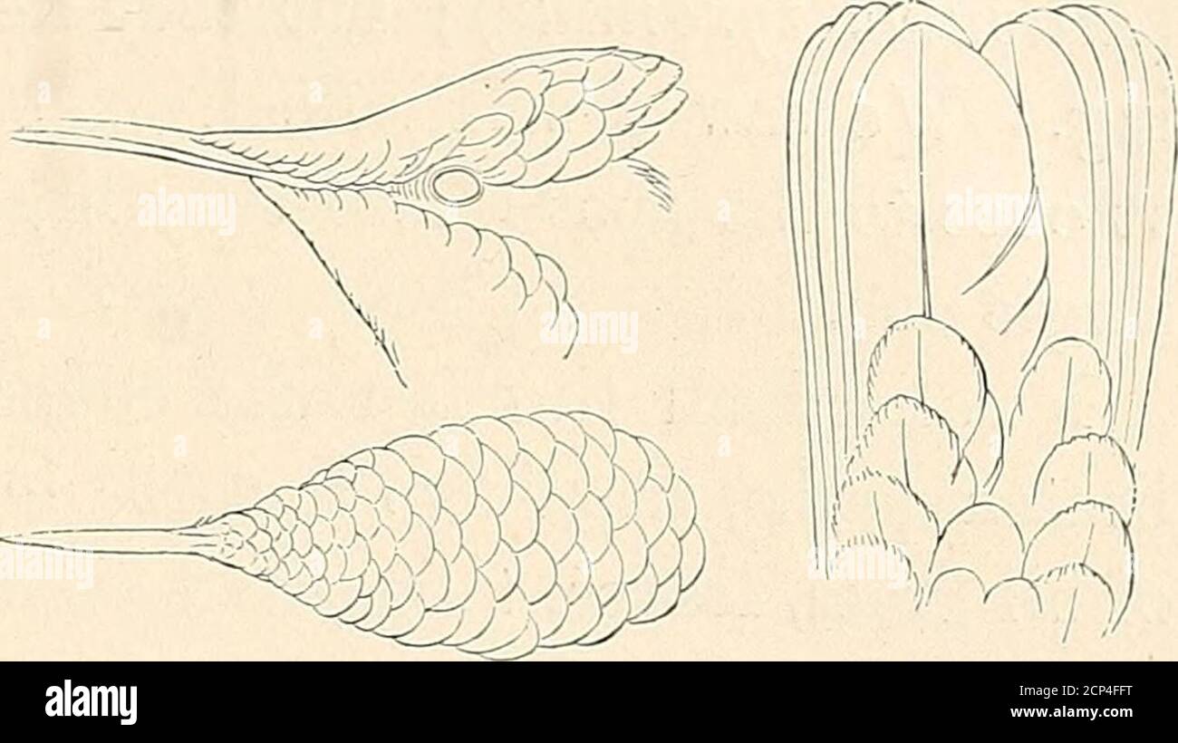 . Un viaggio in volo ai tropici. Un resoconto di una visita ornitologica negli Stati Uniti della Colombia, in Sud America e nell'isola di Curaçao, nelle Indie Occidentali, nell'anno 1892 . II/KTMoknis SUPBROILIOSUS.(da Elliot.) LA MULATTIERA E GUADUAS. 109. CHRYSOLAMPIS MQSCHITUS. (Da Elliot.) piume di rubino sulla corona e alcuni topaz sulla gola. Anche se abbiamo visto un gran numero di humming-uccelli, abbiamo dovuto selectour colpi con attenzione, perché se onefell nel sottobosco spesso, è stato un compito disperato toslook per esso. Abbiamo scoperto che dovevamo aspettare fino a che non fossero su uno spazio aperto oppure sparare loro io Foto Stock