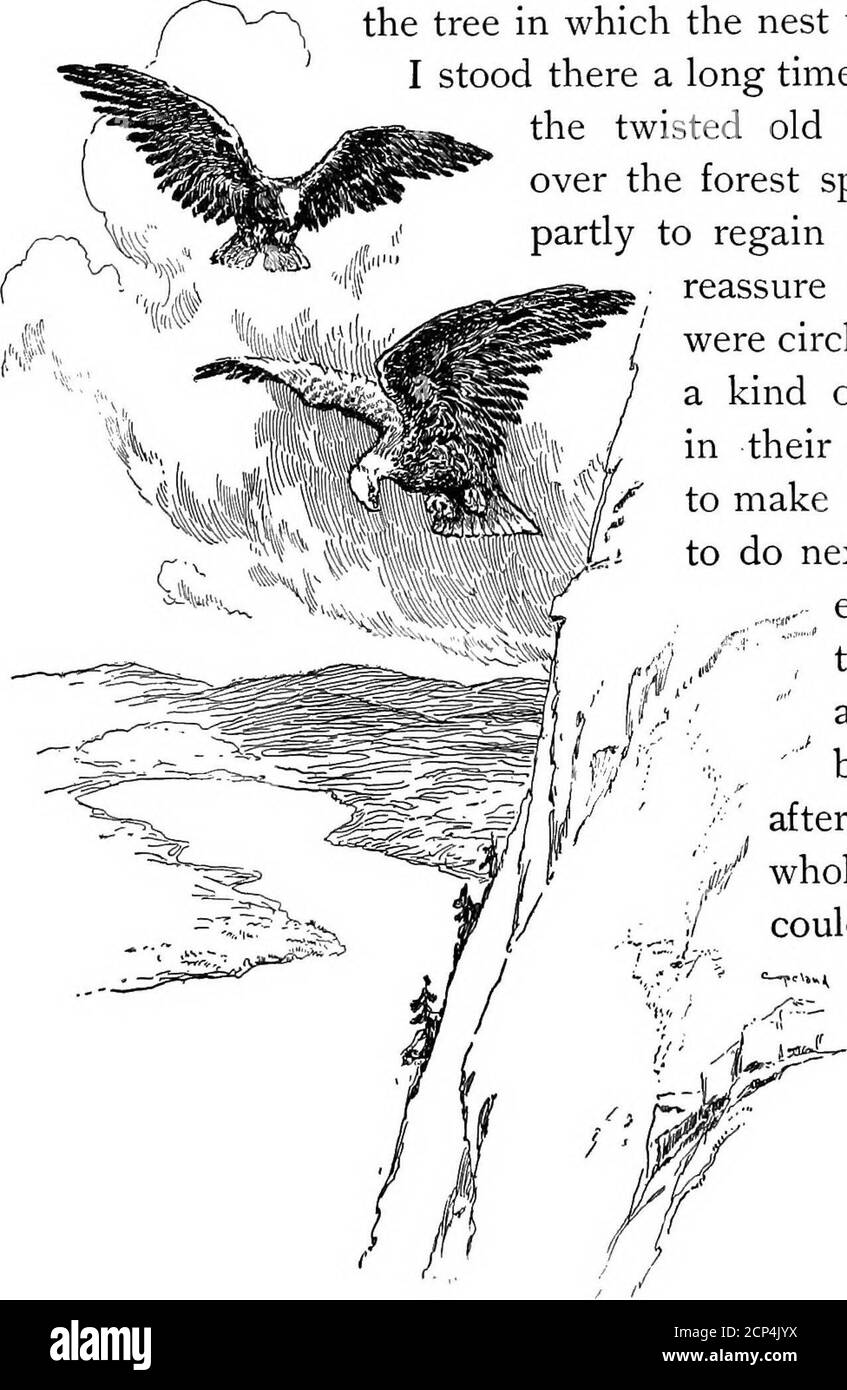 . Gli uccelli dell'aria . luogo, o gridato, tentati di disgregarli via, si sarebbero affreswooped su me, ala e artiglio, come furies.i potrebbe vederlo nei loro occhi feroci mentre io lookedup. Ma il pensiero dei tempi in cui l'avevo cacciato, in particolare il pensiero di quel tempo in cui avevo raggiunto dai cespugli Cloud-Tffinds e lo toccò, era su Old ^^&gt;»e Whitehead e gli ha fatto paura. Così ho tenuto S^ap/e si-gadily sulla mia strada, apparentemente non dando alcun pensiero alle aquile, anche se profondo dentro ero abbastanza ansioso, e ha raggiunto il piede dell'albero in cui il nido è stato fatto. Mi sono fermato lì a lungo, il mio ar Foto Stock