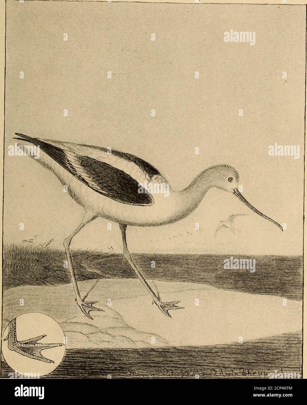 . Uccelli costieri nordamericani; una storia di snipes, sandpipers, amanti e loro alleati, che abitano le spiagge e le paludi delle coste atlantiche e del Pacifico, le praterie e le rive dei laghi e dei fiumi interni del continente nordamericano. piumaggio simile all'anatra impermeabile all'umidità o al bagnato. Quando non sono molestati nei loro hunts, sono ex-ceedingly tame e confidando, appena pagando alcuna atten-zione al rapporto di una pistola, ma, come altre creature, quando molto cacciato diventa selvaggio e diffidente. Sull'ala tak-ing le gambe lunghe sono permesse di appendere lo Foto Stock