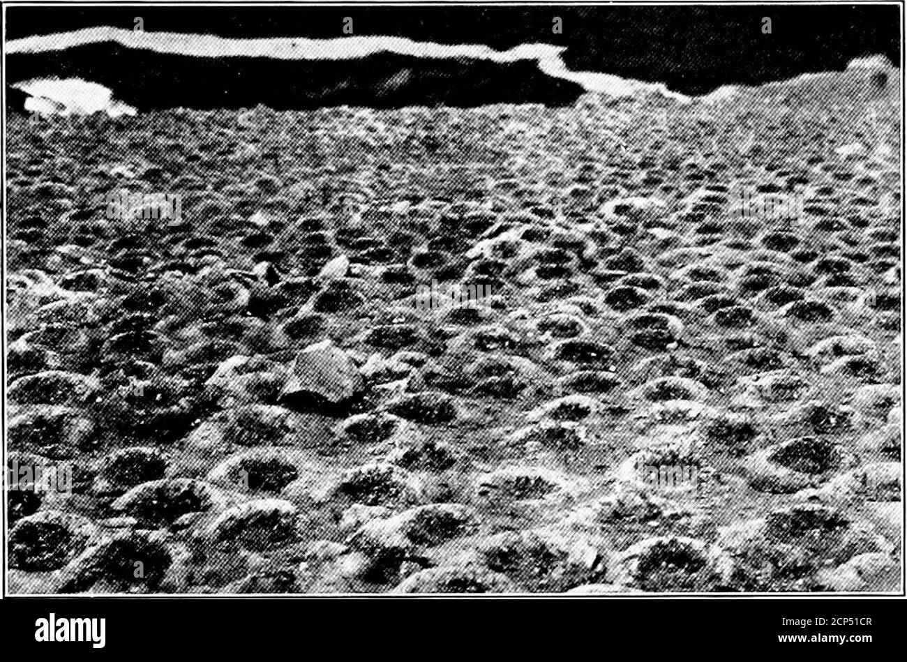 . L'importanza della vita degli uccelli; un resoconto popolare del suo significato economico e della conservazione. Dalla inspiratedsaliva dell'uccello, e sono i primi prodotti. Questi sono presi e venduti per il loro peso in argento. I nestmade dagli uccelli sono mescolati con i rootlets, l'erba, ecc. e spesso mostrano le tracce di sangue, dagli sforzi dei thebirds per produrre la saliva. Sono la seconda qualità stimata. Il terzo nido è composto da sotto-posizioni estranee cementate insieme e alla roccia con una littlesaliva; queste sono generalmente lasciate agli uccelli per riprodursi, e sono di solito distrutte alla fine del mare Foto Stock