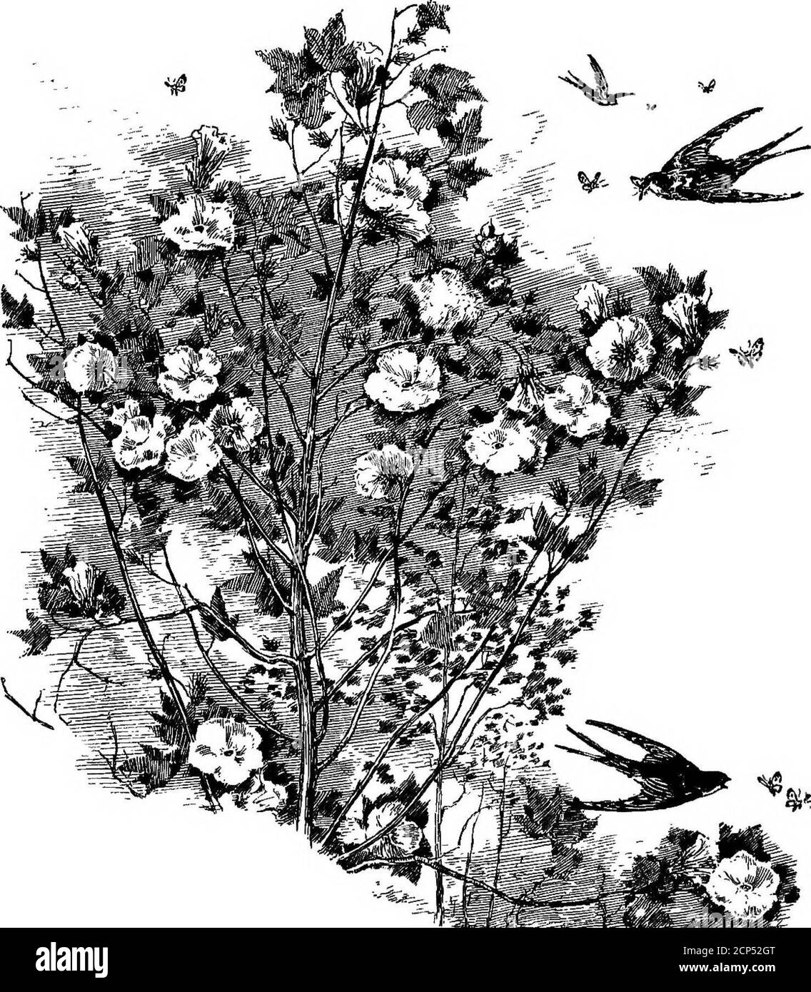 . Il libro di Swallow; la storia del Swallow raccontata in leggende, favole, canti popolari, proverbi, omene e indovinelli di molte terre . ^5° CAPITOLO VIII IL NOSTRO DEBITO VERSO LE INGHIOTTITE UNA CURIOSA vecchia leggenda di Napoli racconta di come il poeta Vergil una volta sbarazzò quella città di mosche più fitte. Un giorno Vergil, che per i cen-turies dopo la sua morte è stato considerato come mago dal popolo del sud, Italia, ha incontrato il giovane Marcellus mentre stava andando a caccia.Vergil gli ha chiesto quale delle due benedizioni hewere scegliere - un uccello che catturerebbe uccelli allother, o una mosca che guiderebbe le mosche awayall. Prima di decidere su un tale im-port Foto Stock