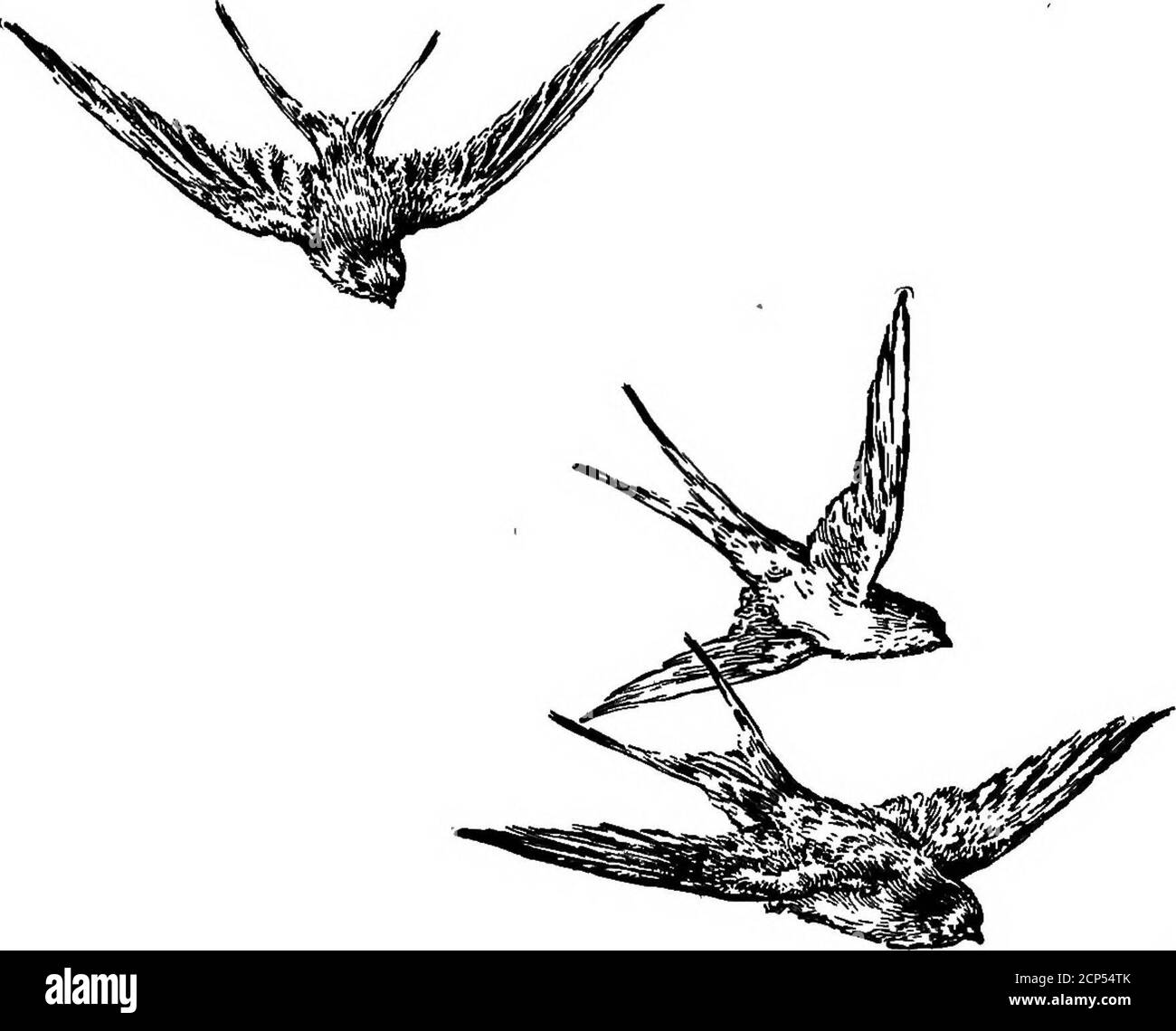 . Il libro di Swallow; la storia del Swallow raccontata in leggende, favole, canti popolari, proverbi, omene e indovinelli di molte terre. Tetti sono stati fatti di paglia di paglia di paglia, e non come ora, di materiali ignifughi. Come abbiamo imparato nelle storie giustamente raccontate, l'apparizione di un ingoiare uponland predetto disastro. Sul mare, d'altra parte, la vista della sua desolata come un buon omen. Alexander theGreat una volta doveva la sua vita ad un inghiottire. 86 LA DEGLUTIRE ^ ^ ii. Se possiamo accreditare la seguente storia popolare: – mentre assediava la città di Halicarnasso, un giorno Alessandro era così consumato che nella LEGGENDA E NELLA STORIA 8 Foto Stock