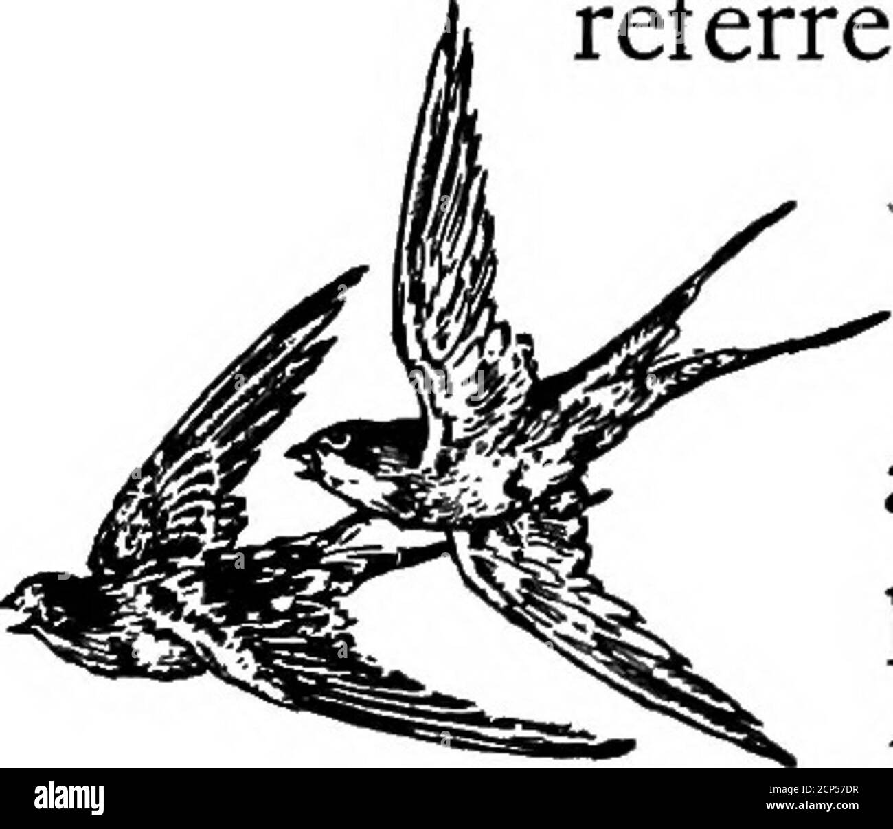 . Il libro di Swallow; la storia del Swallow raccontata in leggende, favole, canti popolari, proverbi, omene e indovinelli di molte terre . 30 i venti DI DEGLUTIZIONE, i compagni di primavera soffiano, e l'uccello infelice, piangente per cui Itys sta costruendo il suo nido. I poeti d'Inghilterra e di Americafollow la versione latina della leggenda inla frequente menzione di questi due favitebirds e quando cantano di Philo-mel triste o di Santa Filomela girano il nightingale. Perché la nota delle inghiottite è triste? Se youwill ascoltare il twitter del inghiottire Ashe siede da solo su un fascio, si sentirà dire più e più Foto Stock