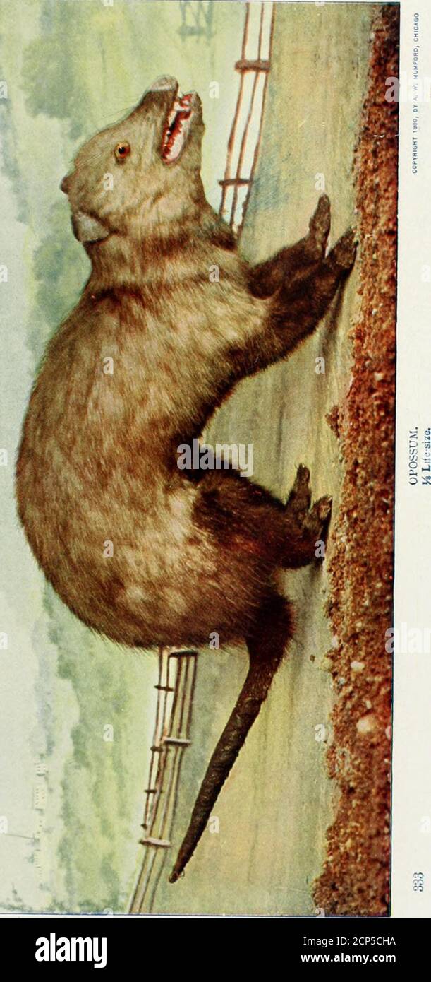 . www.flickr.com/photos/internetarchivebookimages/tags/book... . d il cibo mentre è mangiato. È una creatura relativamente timida e indifesa, che si affida al suo colore per sfuggire all'avviso e alla sua velocità mar-velous per allontanarsi dal suo inseguitore. Delversa potente colpo con il piede posteriore. La struttura del piede di sibilo è peculiare in quanto la punta centrale è ben sviluppata, i lati essendo interrotti. Il kangaroohas è stato quasi sterminato in Australia perché il suo hideis prezioso per l'abbronzatura. Si nutre di erboso, fruttivae i giovani ramoscelli di cespugli e alberi bassi. È un'intelligenza Foto Stock