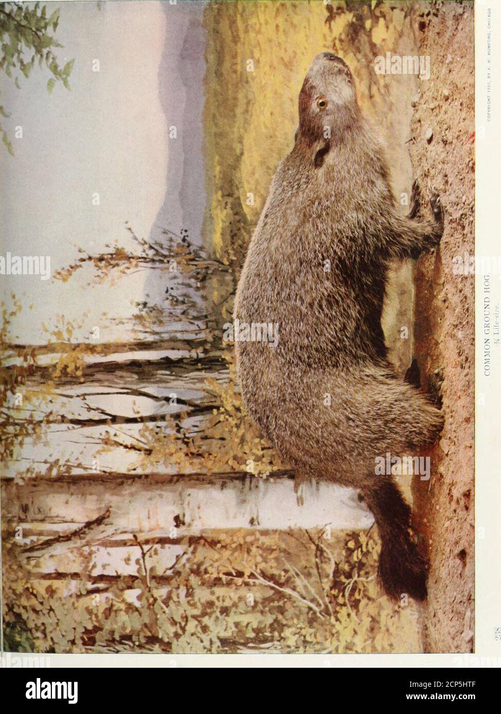 . www.flickr.com/photos/internetarchivebookimages/tags/book... squillare su un rapido aumento di numeri in qualsiasi località. Il poro macinato ha una pelliccia molto grossolana, che è Seldomused, anche se la pelle, quando correttamente abbronzata, fa goodshoe-strings, e può servire altri scopi. Come indicatedby la forma del corpo, la dimensione e la lunghezza delle gambe, e la forte punta-unghie, questo collega è essenzialmente un digger.He può mantenere il passo a questo commercio con il farmerboy ordinario che cerca di scavarlo fuori. Il mandrino fa frequentlyla sua casa su una collina, anche se non è pensabile sotto un fienile. Il suo b Foto Stock