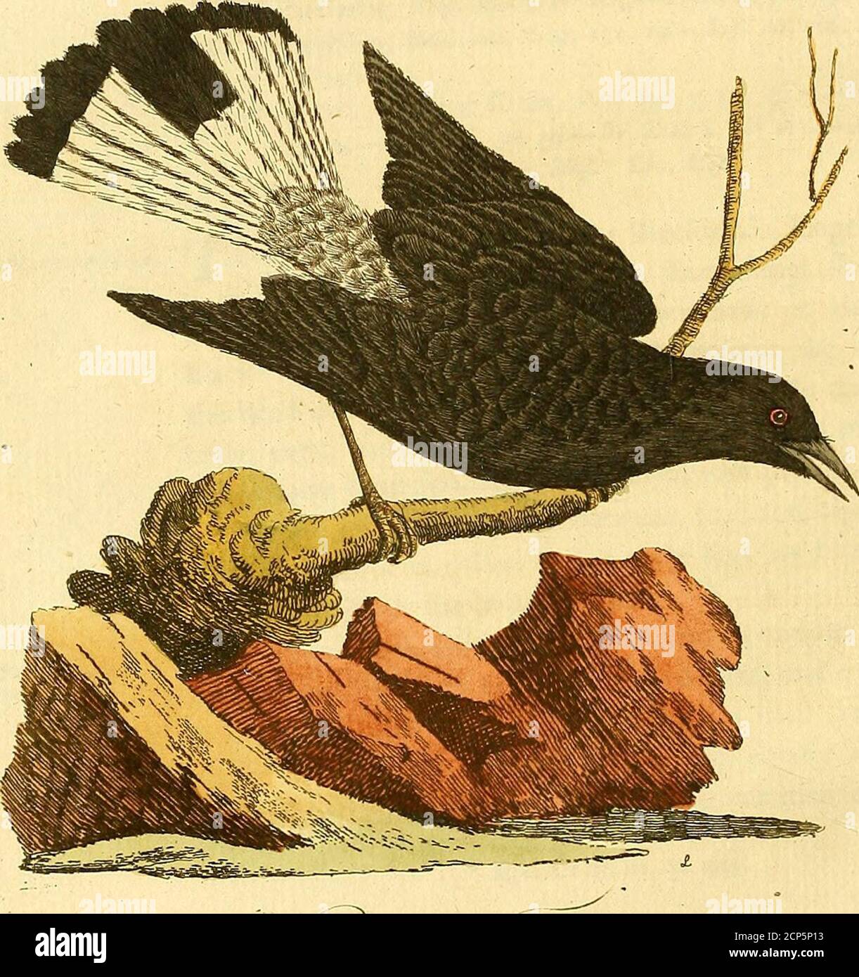 . Una sinossi generale degli uccelli . Br. Zool MUF. Liv. MUF. Descrizione. * PHI S è il melone di un Blackbird: Lunghezza di un feven e mezzo. Il becco è lungo dieci linee, ftrait, o ratherbending verso l'alto, e curvato verso il basso alla punta; colorblack : i irides sono noccioli : palpebre bianche : le parti superiori della testa e del collo sono marroni profondi; il rift delle parti superiori, il ventre, lo sfiato e la coda, sono neri; ma le piume della schiena e delle ali hanno i bordi brownifh: il mento, la parte anteriore del collo, andbreaftt sono bianco puro; e tra quello e il nero sul ventre il colore è marrone rufous: il Foto Stock