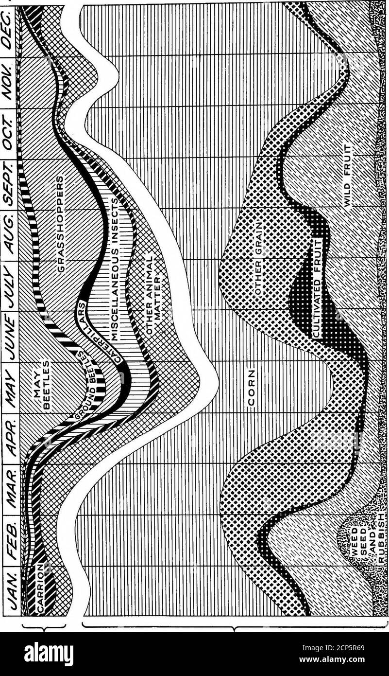 . Il corvo nel suo rapporto con l'agricoltura: È un parassiti di fattoria? . ng di autunno, quando il solito raccolto di tramogge fornisce un approvvigionamento più accessibile di cibo. Le barbabietole di vario genere costituiscono circa il 7.5 per cento del cibo crowsannual. Sono un lotto promiscuo, alcuni benefici, alcuni neu-tral, ed altri, che comprendono la parte maggiore, altamente ingiurioso.fra i pregiudizievoli sono i coleotteri di maggio e le loro larve, i grubs bianchi;anche gli scareotteri di scatto, i weevils ed alcuni dei coleotteri di terra che havevegetarian abitudini alimentari. Orthoptera, tra cui cavallette, locuste e cricket, forma circa un uguale Foto Stock