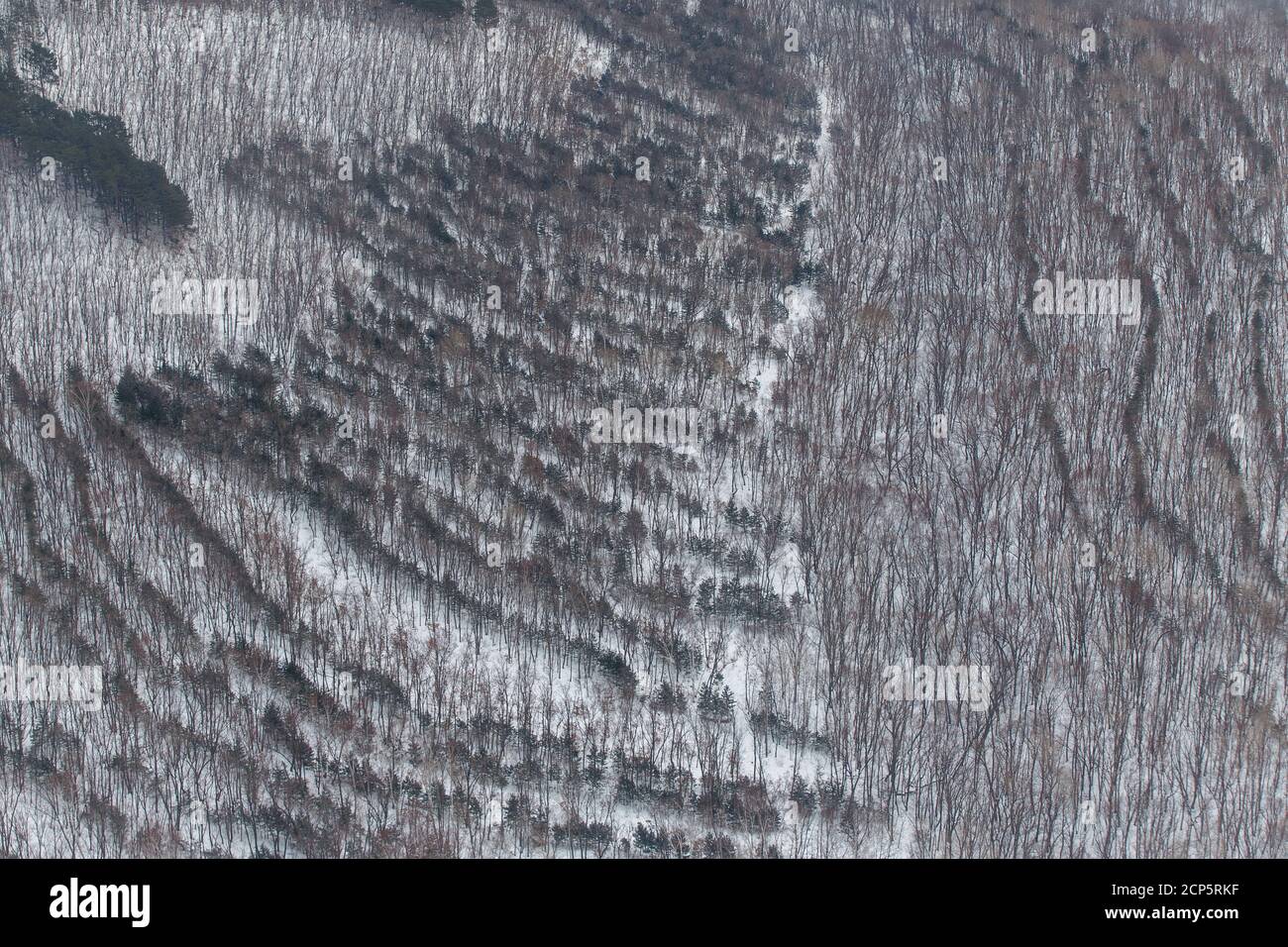 Alberi lussureggianti piantati nella foresta in file pari Foto Stock