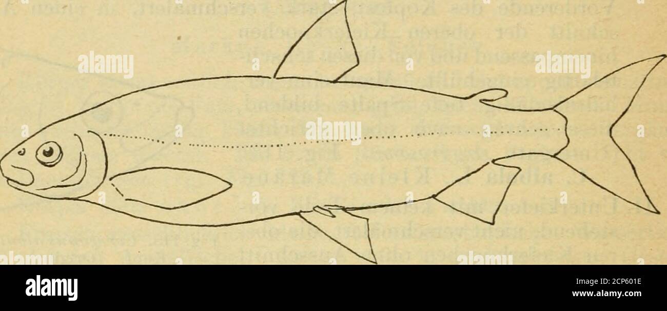 . Mammalia, Aves, Rettilia, Amfibia, Pesci . Fig. 114. Coregonus oxyrhynchiisL. Kopf. (Originale). *) Teilweise nach Nüßlin.**) ALS Ausnahmen kommen auch 19 und 21 vor. 112 Pappenheim, 2) 24-26 Kiemendornen am ersten Bogen*).a) 100 und Mehr Querreihen von Schuppen inder Seitenlinie. Wandermaräne, Meer-maräne.ß) 84-95 Querreihen von Schuppen in derSeitenlinie. C. maraena (Bl.), Große Maräne, Madü-maräne (Fig. 116).. Fig. 115. Coregontis fera Jur. B. Mundöffnung endständig, nicht von der Oberlippe oderden Kieferknochen überragt. Schnauze ziemlich genausenkrecht abgestutzt (Fig. Foto Stock