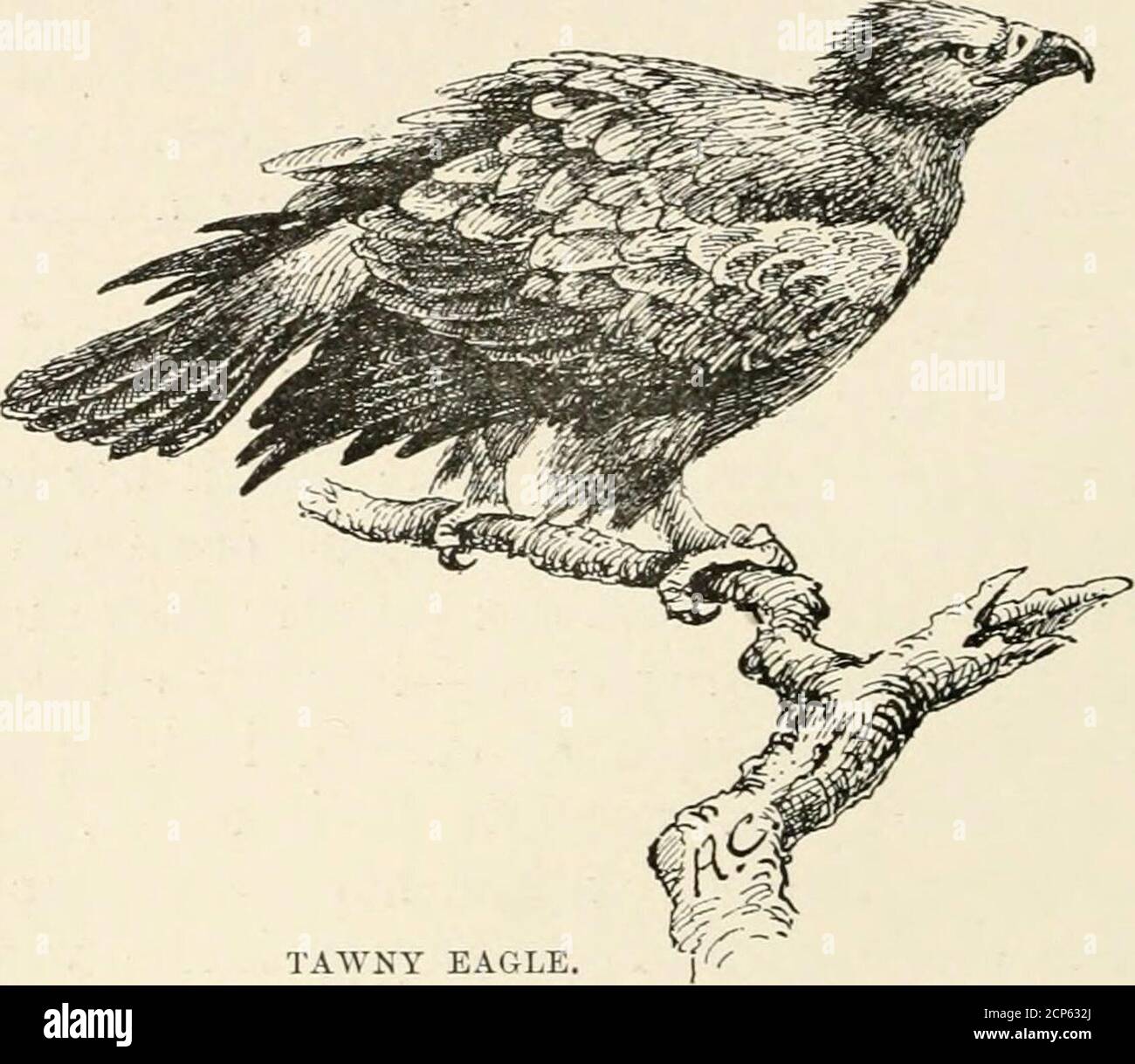 . Durante il safari : caccia al grande gioco in Africa orientale britannica, con studi sulla vita degli uccelli . s; tutti, tuttavia, erano femmine o bestie giovani, non un singolo vecchio toro pesante fra loro.Jackals trotted circa e - un'aggiunta curiosa --selvaggi {clienalopex) nutrito sulla pianura più secca. Ho assicurato qui due dei bucks granti più fini che wehad allora ha ottenuto: Il primo in compagnia con mezza-una-dozzina fa, mentre il secondo ha avuto un harem di trentaquattro. 1 si noti che non avevamo visto nessuna delle elandie in questo distretto sisweeksprima, nel mese di luglio, tranne una singola giovane bestia sul fiume Enderit. Nowwas là un segno di loro quando sono tornato qui l Foto Stock