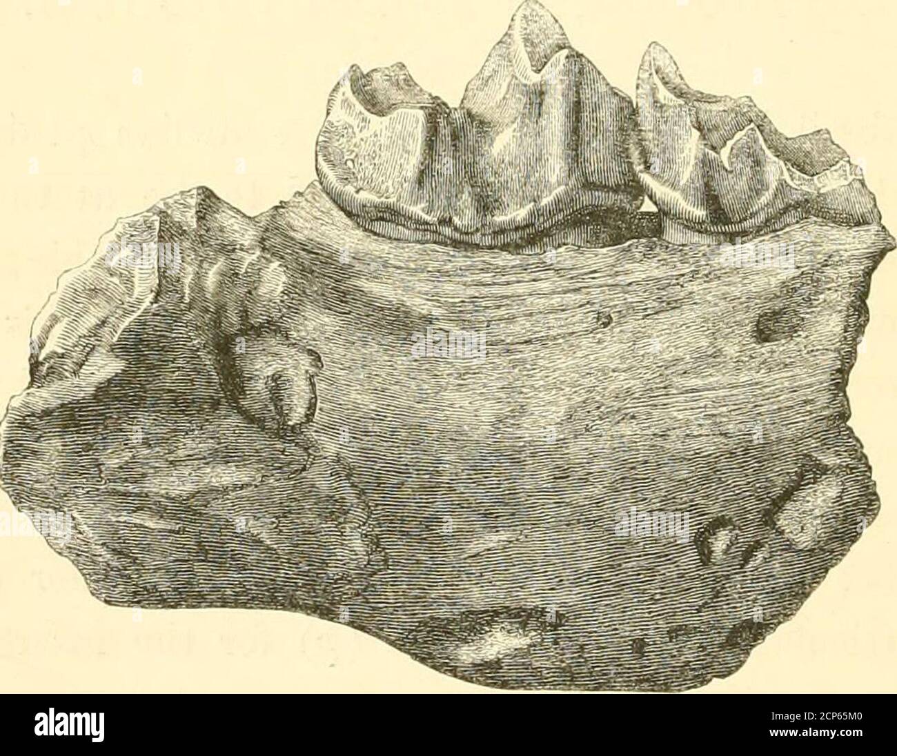 . Una storia di mammiferi fossili britannici, e uccelli. Estremità lar, {e, &lt;?,)che indica una maggiore estensione e libertà di flessibilità e estensione del dito del piede rispetto al sangue freddo che i rettili possiedono; Tutti si combinano per dimostrare il fossile per avere credonedto più attivo, a sangue caldo e più alto organisedPachyderm, si concorda più strettamente con le caratteridelle falange corrispondenti nei grandi Tapiroid qua- 810 TAPIROIDA. Drupeds ; E, poiché è un po' più lungo in proporzione all'ampiezza rispetto alla falanina centrale del piede anteriore del Palaotherium Magnum^ figurato da Olivier, Ossemens Fos-siles, Foto Stock