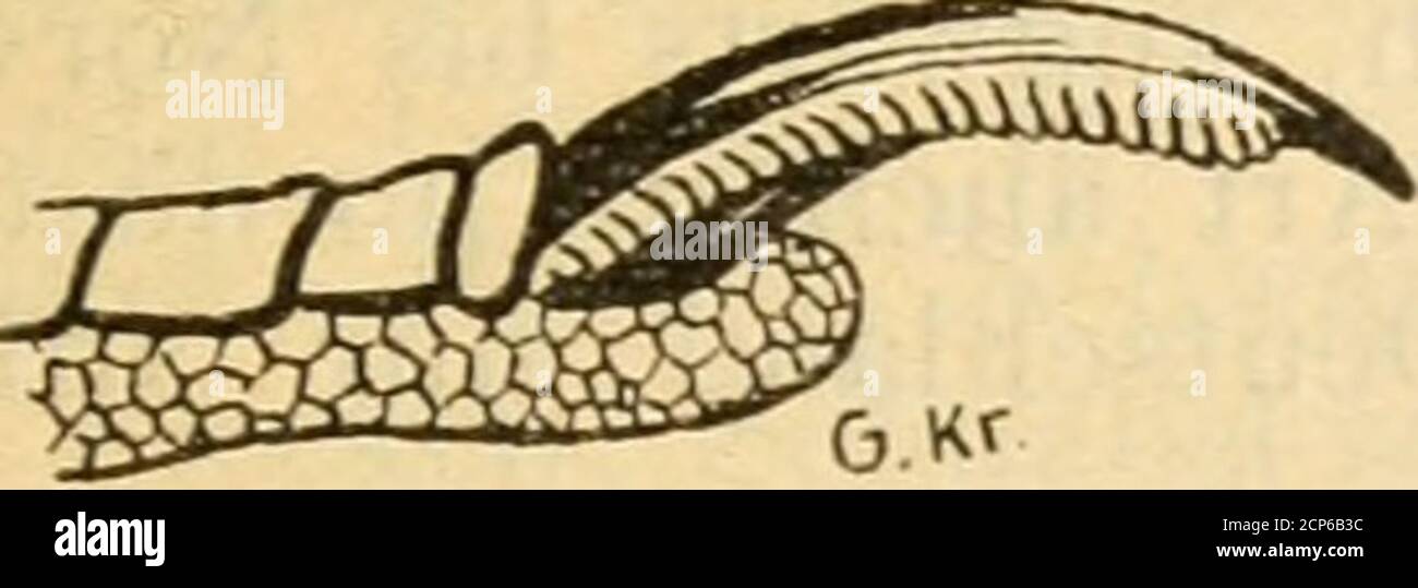. Mammalia, Aves, Rettilia, Amfibia, Pesci . Fig. 12. Totarnis totai b. Vorderzehen (wenigstens Außen- und Mittelzehe) amGrunde miteinander verwachsen (Fig. 14 u. 15). Aves. 17 a) Kralle der Hinterzehe kleiner als die der Mittel-zehe (Fig. 14). b) Kralle der Hinterzehe größer als die der Mittel-zehe (Fig. 15). aa. Schnabelbreite am Grunde, von einem Schnabel-winkel zum andern in gerader Linie gemessen,deutlich größer als die Schnabellänge, von derStirnbefiederung bis zur Spitze gemessen. Hirniidinidae bb. Schnabelbreite kleiner als Schnabellänge.. Fig. 13. Ardea cinerea. Foto Stock