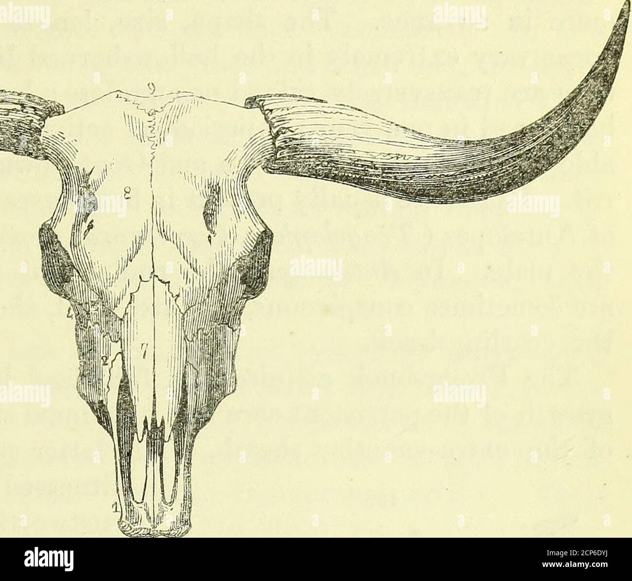 Sull'anatomia dei vertebrati [risorsa elettronica] . Ruminanti più scarsi  (buoi, antilopi, capre, pecore) un paio di pro-cessi si estendono dalle  ossa frontali, il dermo-periodiste di cui sviluppa una guaina composta da