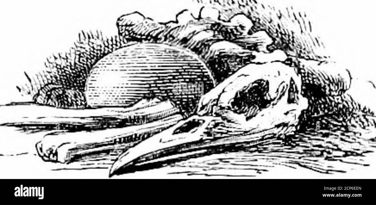 . L'uccello . ed, in cui il tutto potrebbe trovare opportunità di esposizione. Nel frattempo, discutiamo come se questi vasti studi, ora nella loro veryinfancy, fossero già stati esauriti. Chissà, ma quell'uomo ha visto solo la soglia del mondo prodigioso dei morti? Hehas non ha graffiato la superficie del globo. Le esplorazioni più profonde alle quali è vincolato dalle mille esigenze novelle dell’industria dell’arte (come quella, ad esempio, di perforare le Alpi per una nuova ferrovia) apriranno alla scienza prospettive inaspettate. La Palgeontologia è costruita sulla stretta base di un numero minimo di offatti. Foto Stock . L'uccello . ed, in cui il tutto potrebbe trovare opportunità di esposizione. Nel frattempo, discutiamo come se questi vasti studi, ora nella loro veryinfancy, fossero già stati esauriti. Chissà, ma quell'uomo ha visto solo la soglia del mondo prodigioso dei morti? Hehas non ha graffiato la superficie del globo. Le esplorazioni più profonde alle quali è vincolato dalle mille esigenze novelle dell’industria dell’arte (come quella, ad esempio, di perforare le Alpi per una nuova ferrovia) apriranno alla scienza prospettive inaspettate. La Palgeontologia è costruita sulla stretta base di un numero minimo di offatti. Foto Stock