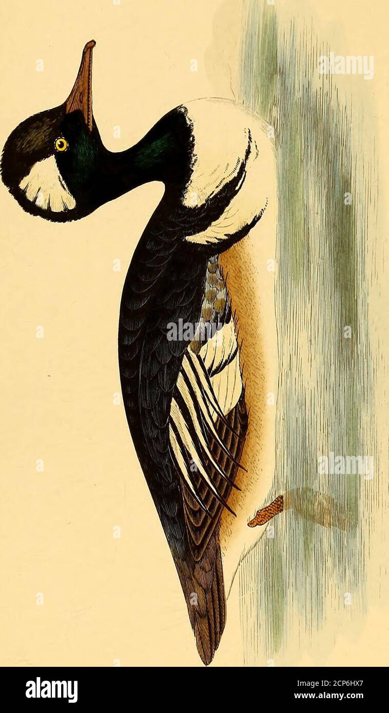 . Ornithologie du Chasseur : histoire naturelle, moeurs, habitudes chasse des oiseaux de plaine, de bois et de marais. Frangée de gris più fondé. Les scapulairesvoisines de laile et les couvertures alaires, dun blanc jaunâtre,finement lisérées de noir ; bec long, effilé, garni de lamelles danti-formes, rouge, longlet noir vert, ainsi que la ligne médiane desmandibules ; pieds rouges. Le femelle est Plus Petite ; elle a la tête et le haut du cou dunbrun cendré, et les plumes du vertex, un peu Plus longues, for-ment aussi une huppe; sa gorge est blanchâtre; le reste de sonplumage offre des tei Foto Stock