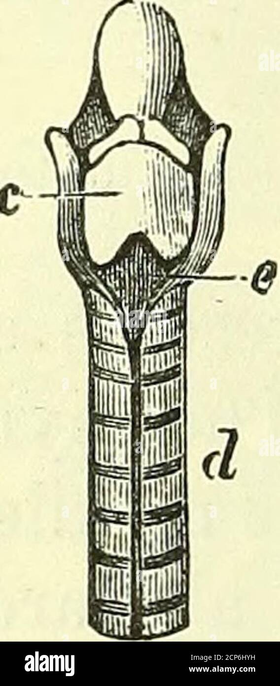 . Sull'anatomia dei vertebrati [risorsa elettronica] . Laringe dell'Opossum,ccxx. LARINGE DI MAMMALIA. 585 45* i canguri e i Falangeri. Gli opossum di Tlie hanno il lowerligamentent, sopra il quale è un piccolo ventricolo: Possono squeakand anche 1 purr. Di regola i marsupiali hanno poca o nessuna voce:il Wombat emette un sibilo gutturale: Il Dasyurus Ur-sinus un ringhio o un whine straripante: Il Thylacine è descritto che emette un breve grido guturale. Non ho mai sentito una nota vocale di alcun tipo dai canguri, dai potoroo, dai petauristi, dai Phalangers o dai Perameles. Bennett1 afferma che il canguro emettono un Foto Stock