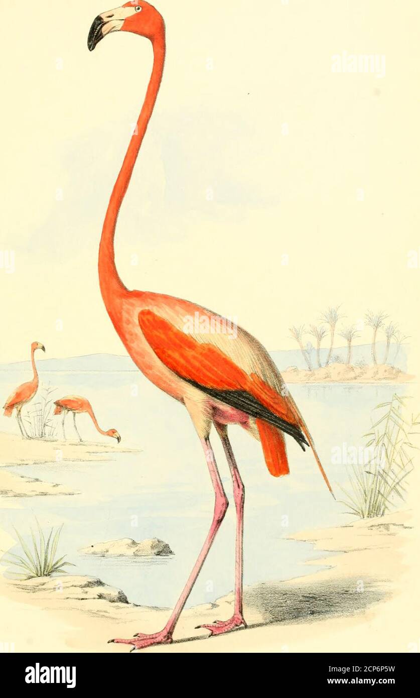 . Uccelli delle isole Bahama; contenenti molti uccelli nuovi alle isole, e un certo numero di piumaggi invernali non descritti di specie nordamericane . DELLE ISOLE BAHAMA. FAM. PHCENICOPTERID.^. FENICOTTERI. PHCENICOPTERUS RUBER. {Linn.)Flamingo. Nome locale. Felimingo. Maschio adulto.- intero piumaggio, scarlatto; la maggior parte delle primarie, nero; gambe, lago-rosso; metà terminale del disegno di legge, nero; metà basale di mandibola, arancione; maschi giovani e femmine sono più pallidi. Lunghezza 52, ala 17, coda 6.50, tarsus 12.50, becco 5.25. Questa bella specie era un tempo molto abbondante attraverso-fuori le isole Bahama; ma di ritardo Foto Stock