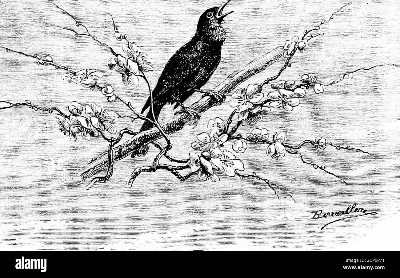 . L'uccello . F LA ZONA TEMPERATA. 209 Io ho vissuto in climi dove fioriscono eterni l'olivo e l'arancio conservano. Senza ignorare la bellezza di questi alberi preferiti, e la loro distinzione speciale, non ho mai potuto abituarmi a sopportare la permanenza monotona del loro Garb immutabile, il cui vanto-dure ha risposto al cielo Tmchangeable zaffiro. Ero sempre in uno stato di speranza, in attesa di un rinnovamento che non è mai venuto. I giorni passarono, ma erano sempre identici. Non una foglia meno a terra, non una nuvoletta nel cielo. Misericordia, esclamavo, 0 natura duratura! Al chea changeful Foto Stock